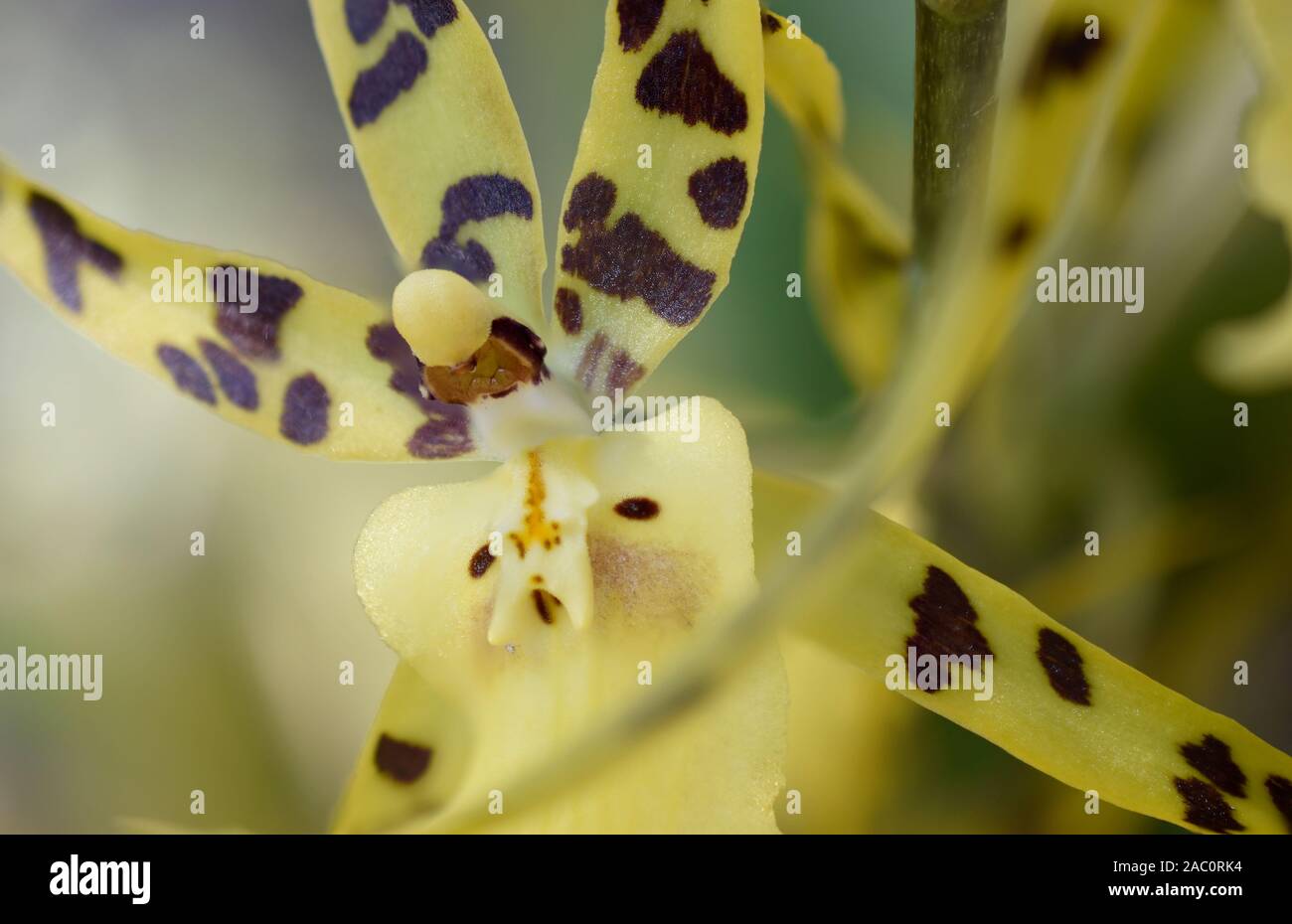 Spider Orchid, auch als Brassia Cochleata, an der mediterranen Gärten in New York fotografiert. Stockfoto