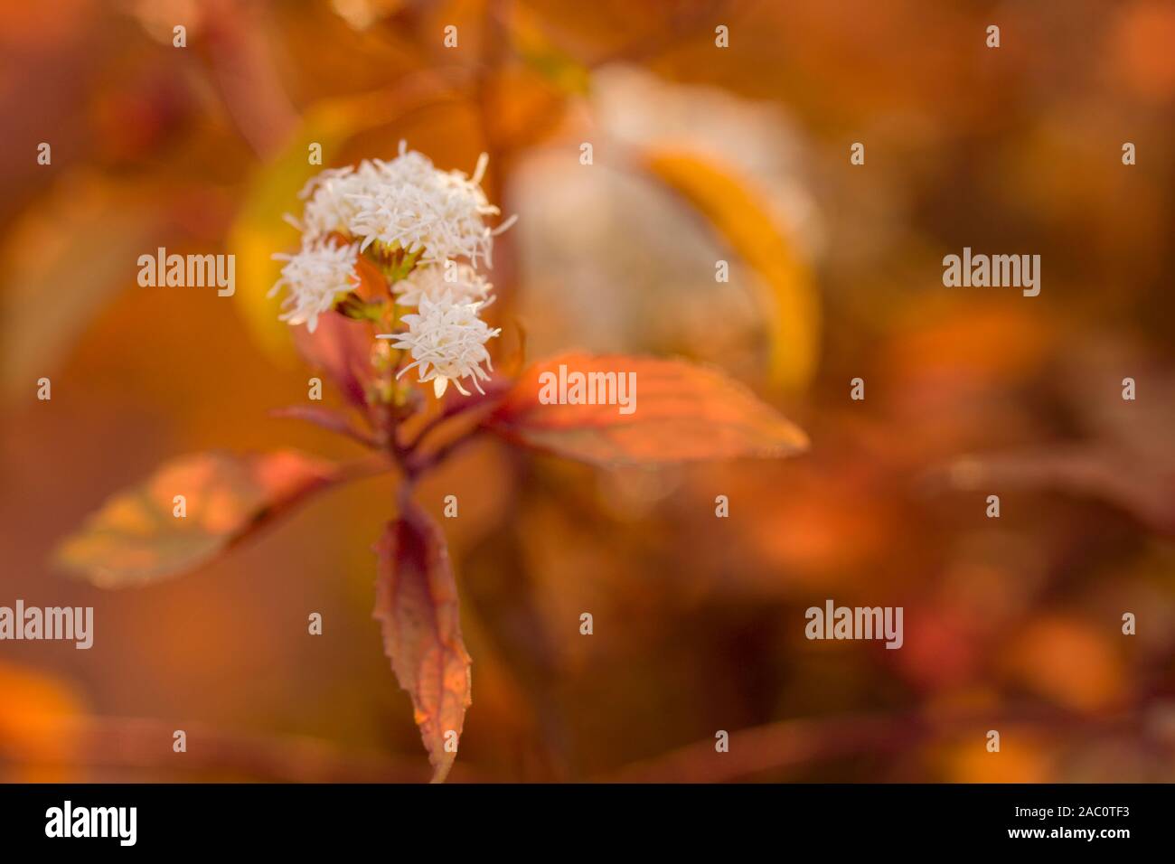 Schöner athmosphärischer Darstellung von Eupatorium rugosum auch als Weiße snakeroot, richweed, oder Weiß saniclein Herbst Farben mit der Abendsonne bekannt. Stockfoto