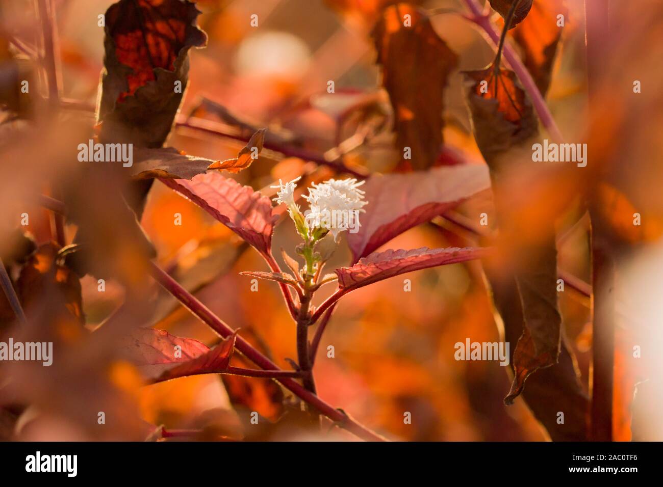 Schöner athmosphärischer Darstellung von Eupatorium rugosum auch als Weiße snakeroot, richweed, oder Weiß saniclein Herbst Farben mit der Abendsonne bekannt. Stockfoto