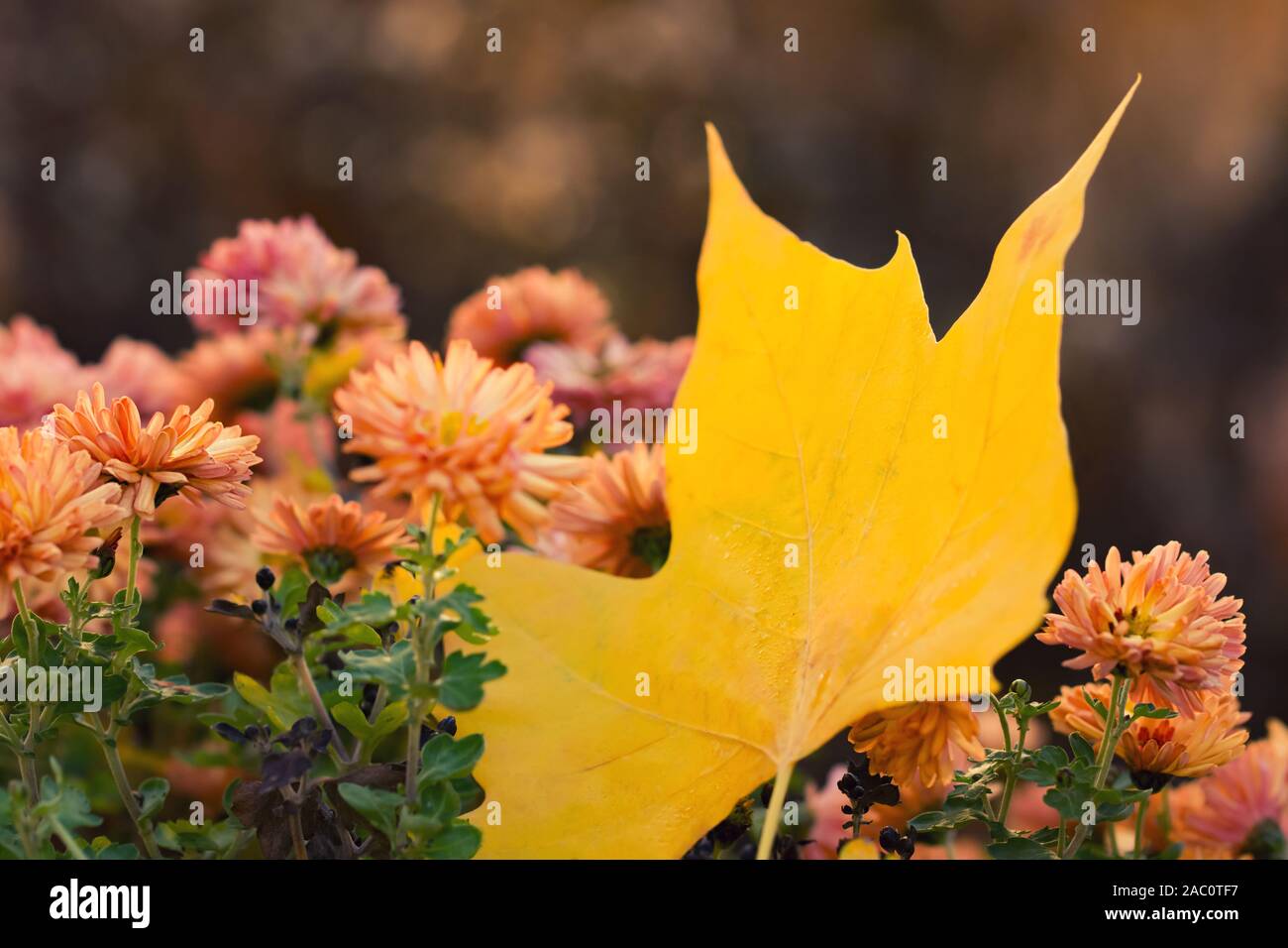 Ein gefallener Gelb maple leaf liegen auf orange Chrysanthemum morifolium x mit unscharfen Hintergrund mit weichen konzentrieren. Herbst Eindruck Stockfoto
