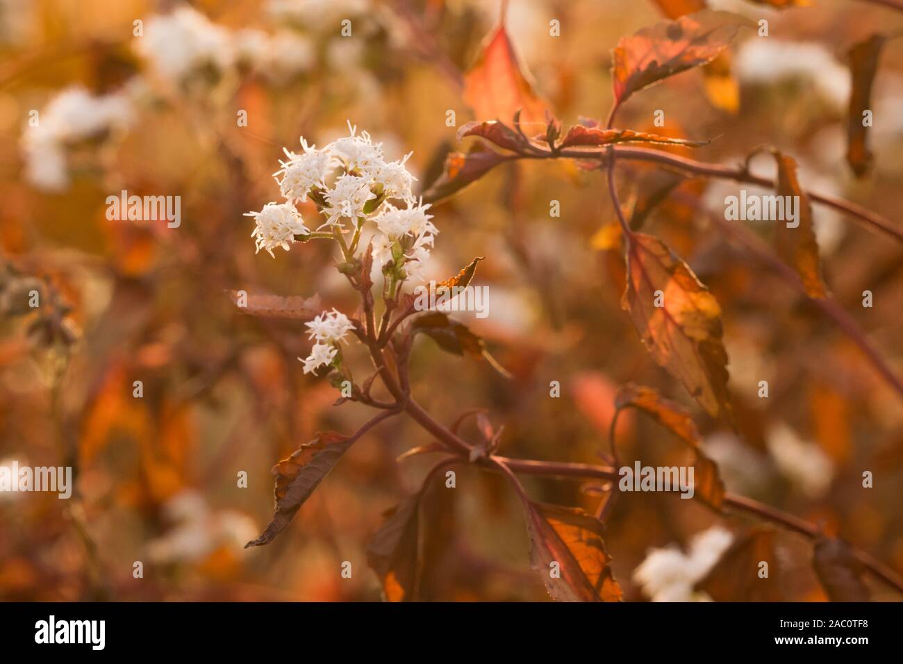 Schöner athmosphärischer Darstellung von Eupatorium rugosum auch als Weiße snakeroot, richweed, oder Weiß saniclein Herbst Farben mit der Abendsonne bekannt. Stockfoto