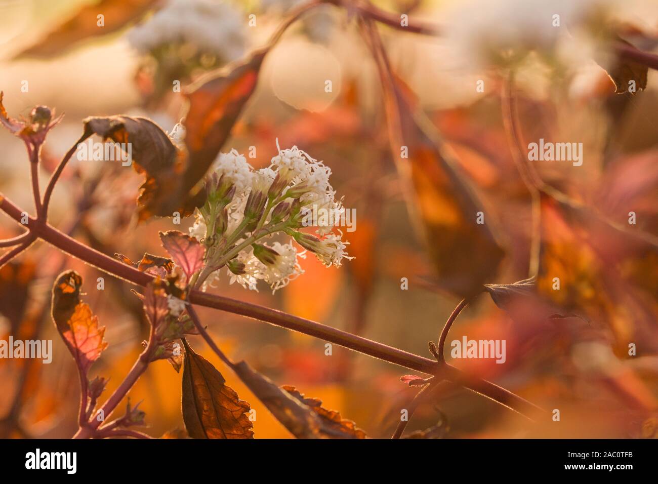 Schöner athmosphärischer Darstellung von Eupatorium rugosum auch als Weiße snakeroot, richweed, oder Weiß saniclein Herbst Farben mit der Abendsonne bekannt. Stockfoto