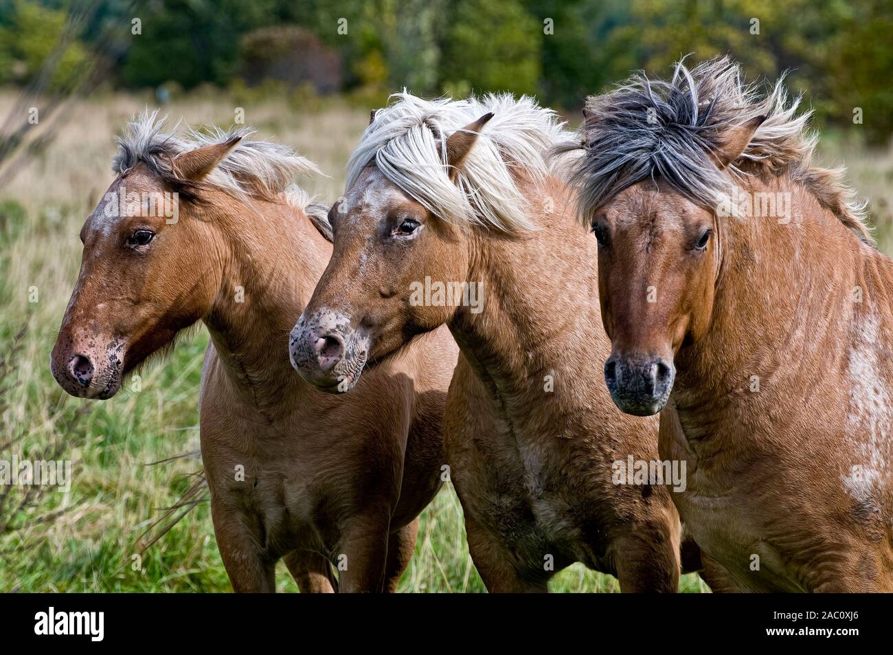 Bild von drei shaggy Hellbraun Pferde. Stockfoto