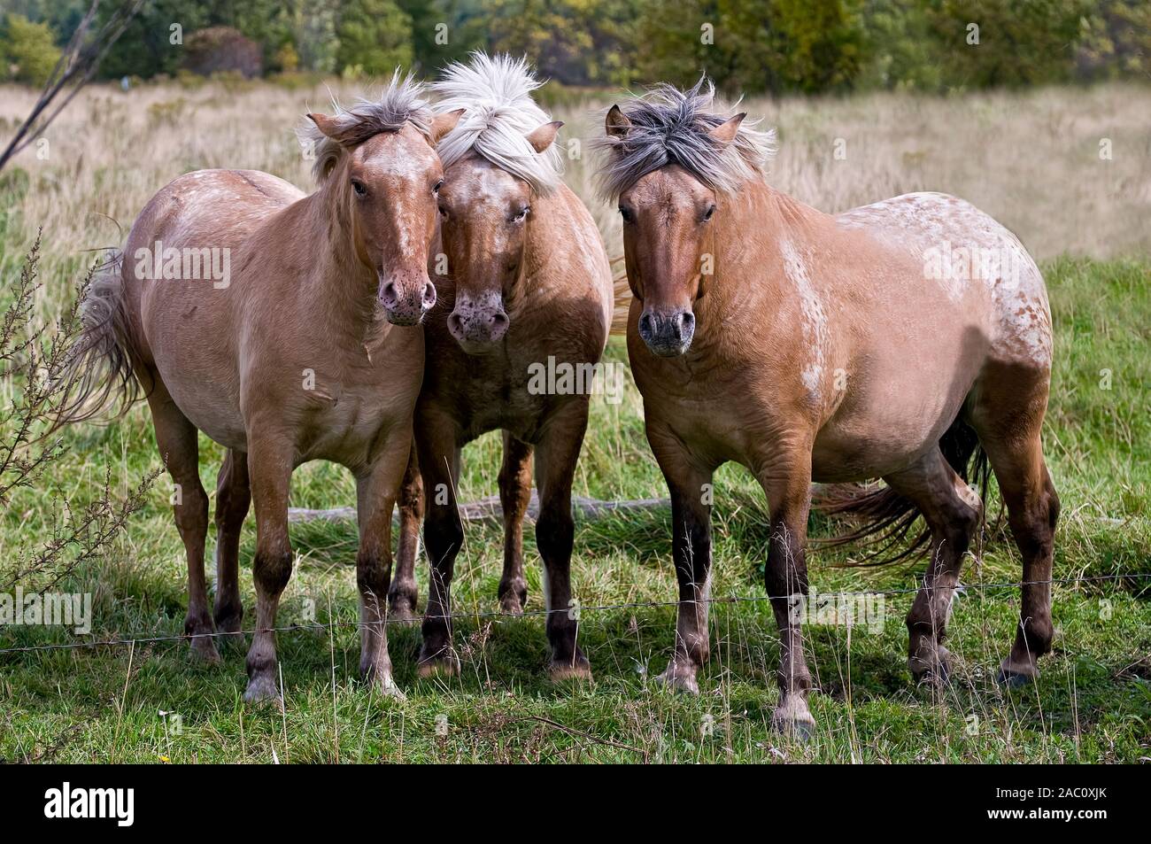 Bild von drei shaggy Hellbraun Pferde. Stockfoto