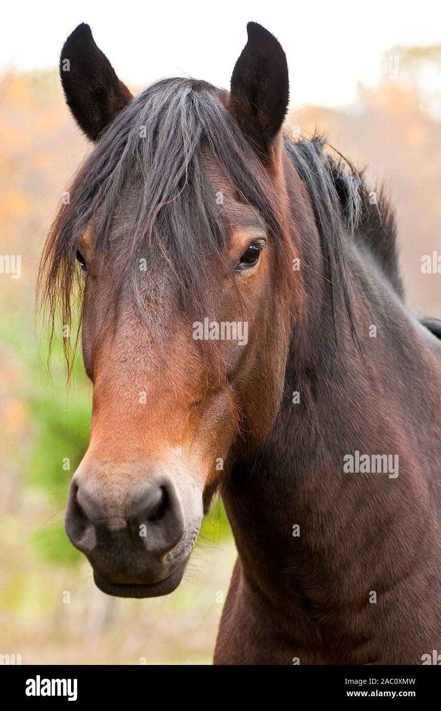 Porträt eines braunen Pferdes. Stockfoto