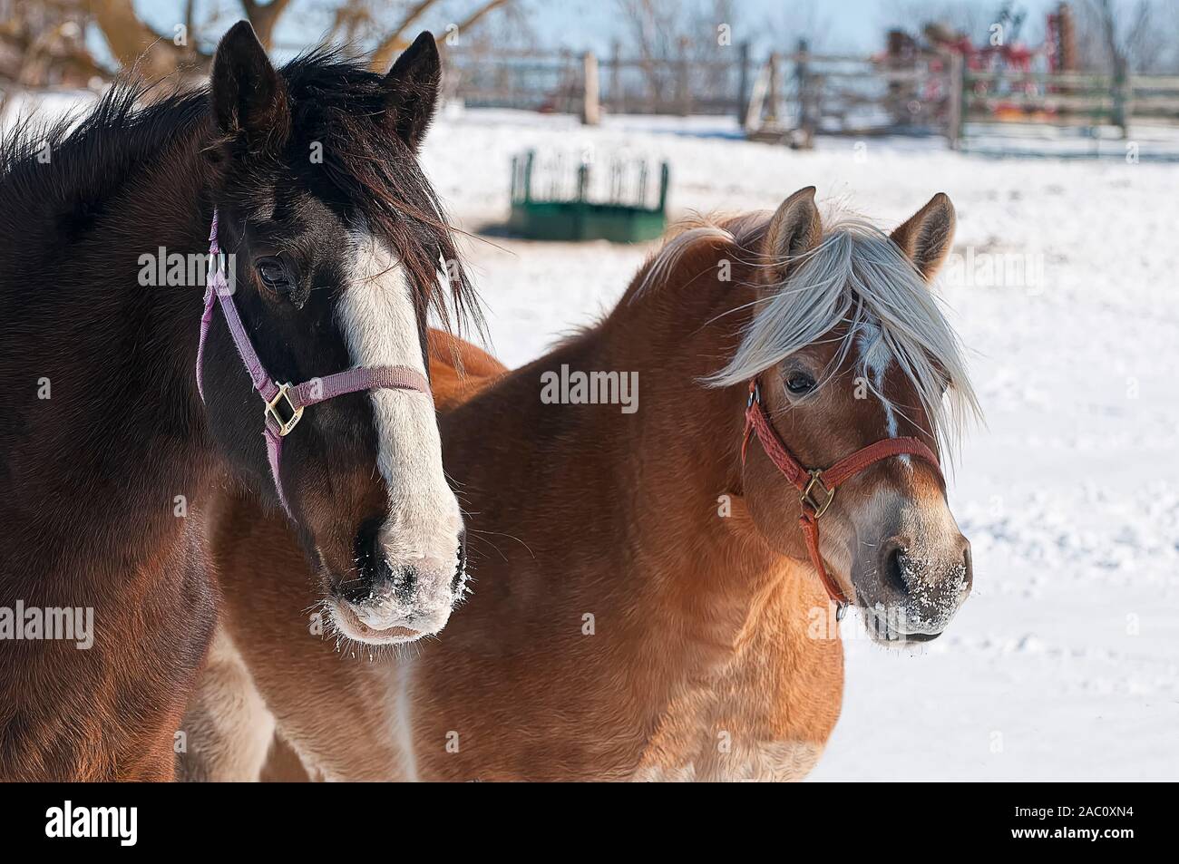 Zwei Pferde im Winter nebeneinander stehen. Stockfoto