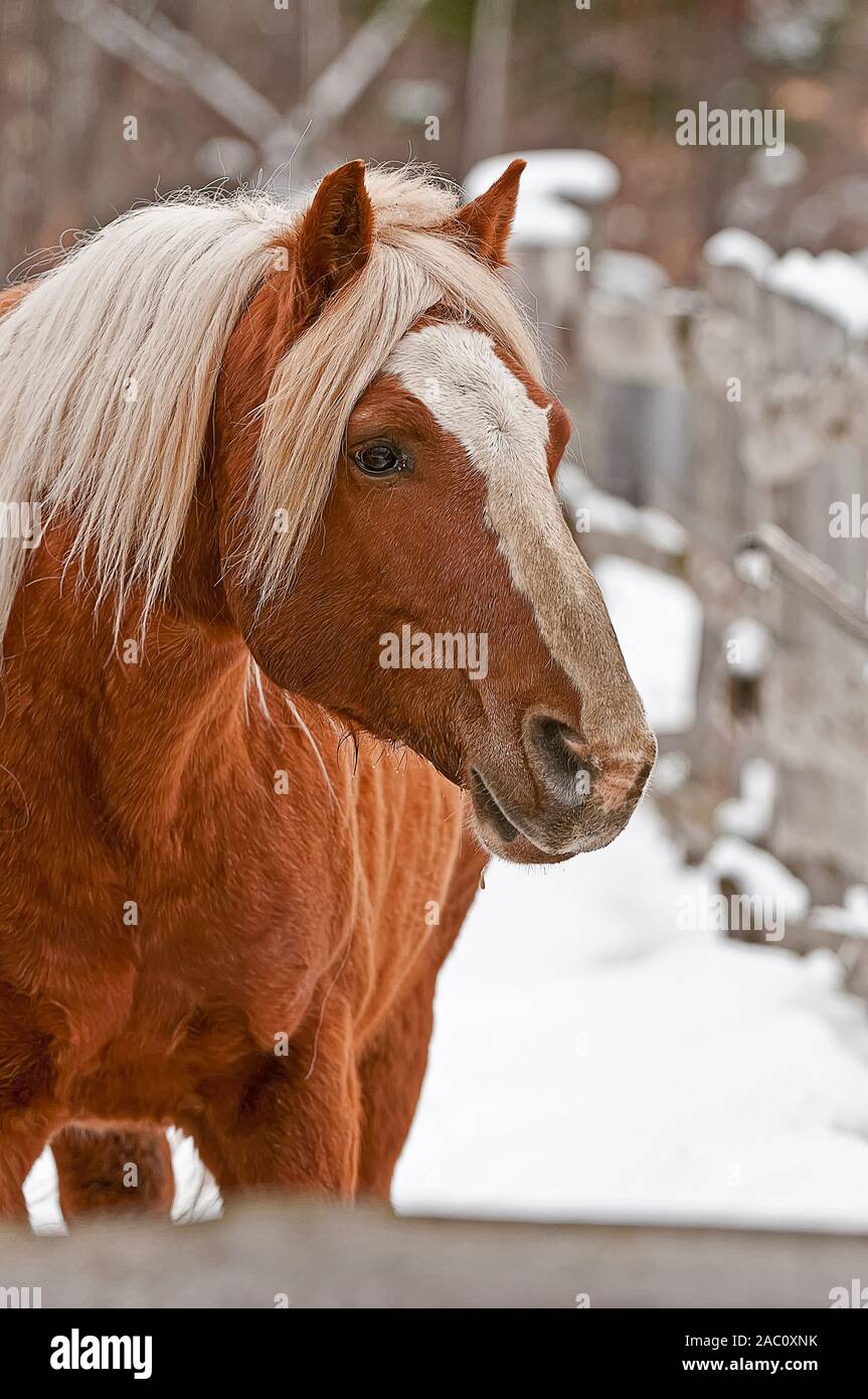 Porträt der Belgischen Arbeit Pferd im Winter. Stockfoto