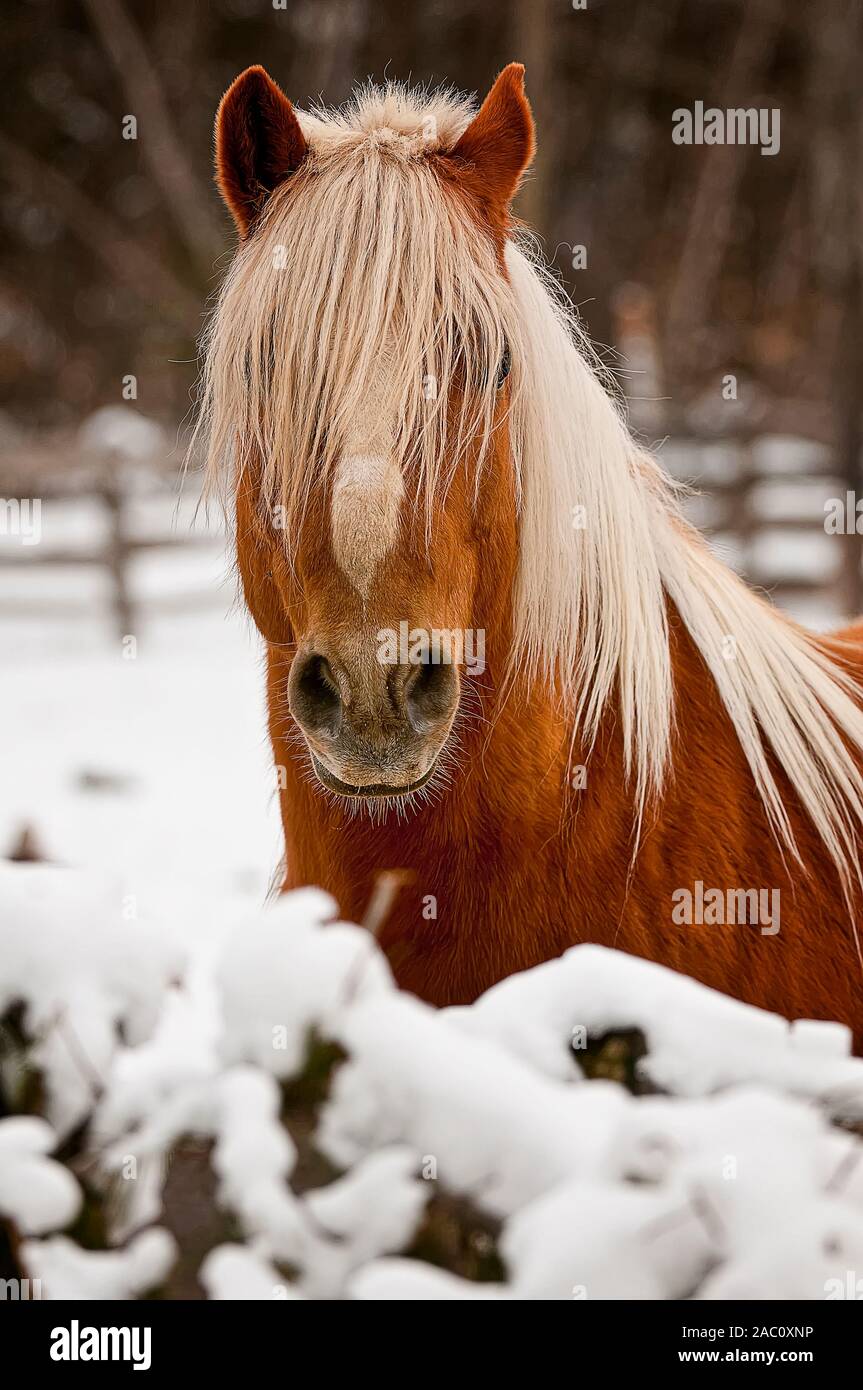 Porträt der Belgischen Arbeit Pferd im Winter. Stockfoto