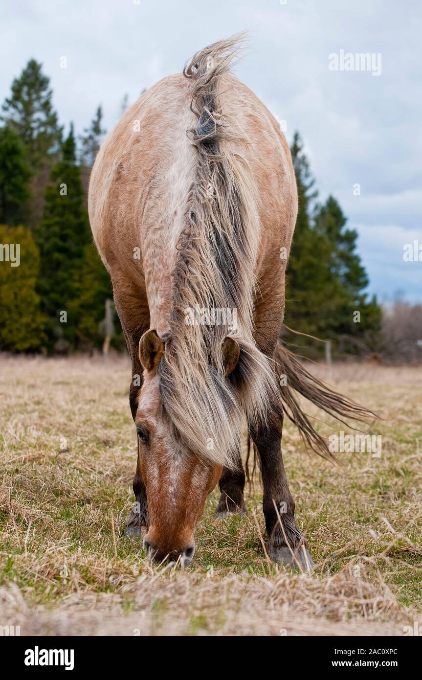 Hellbraunes Pferd Fütterung auf trockenem Gras. Stockfoto