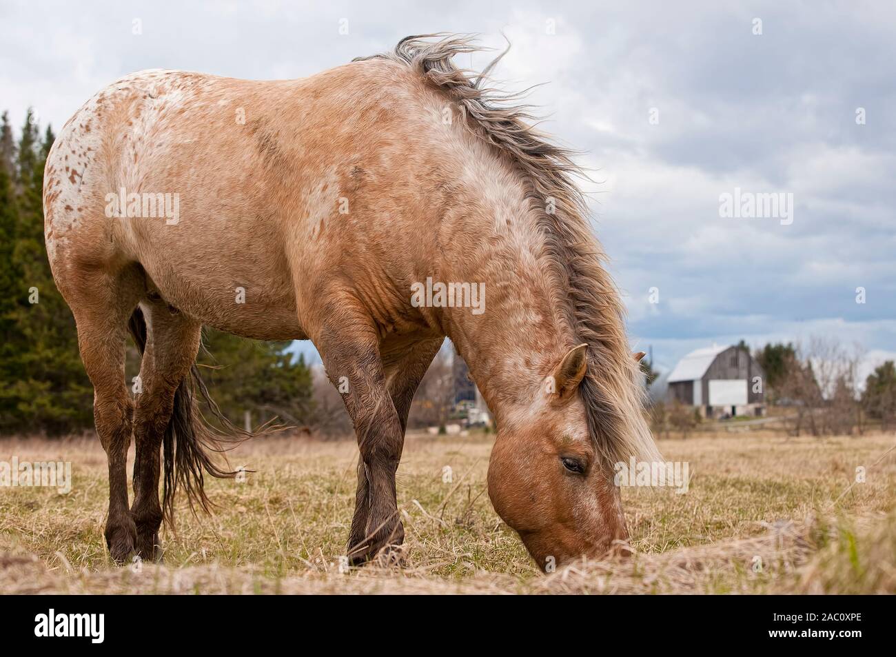 Hellbraunes Pferd Fütterung auf trockenem Gras. Farm Barn im Hintergrund. Stockfoto