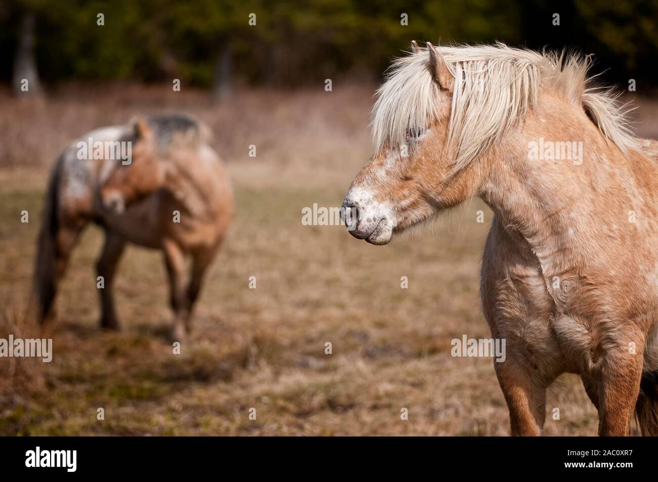 Zwei hellbraune Pferde in einem Feld von trockenem Gras stehen. Stockfoto