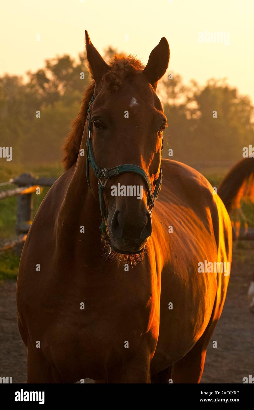 Ein rötlich-braunes Pferd stehend. Leuchtet vom goldenen Licht des Sonnenaufgangs. Stockfoto