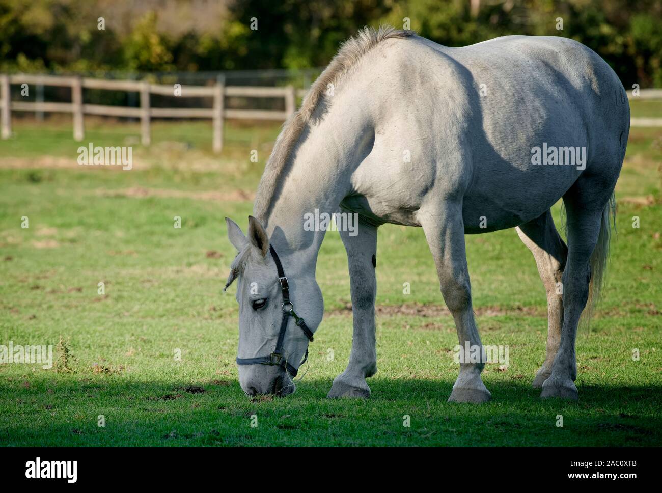 Weißes Pferd essen Gras von einer Koppel. Stockfoto
