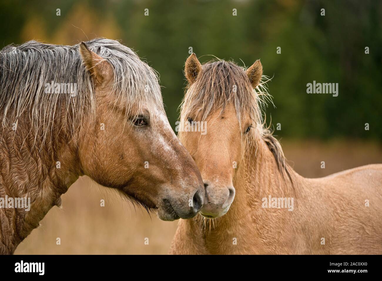 Zwei hellbraune Pferde mit ihren Schnauzen zusammen. Stockfoto