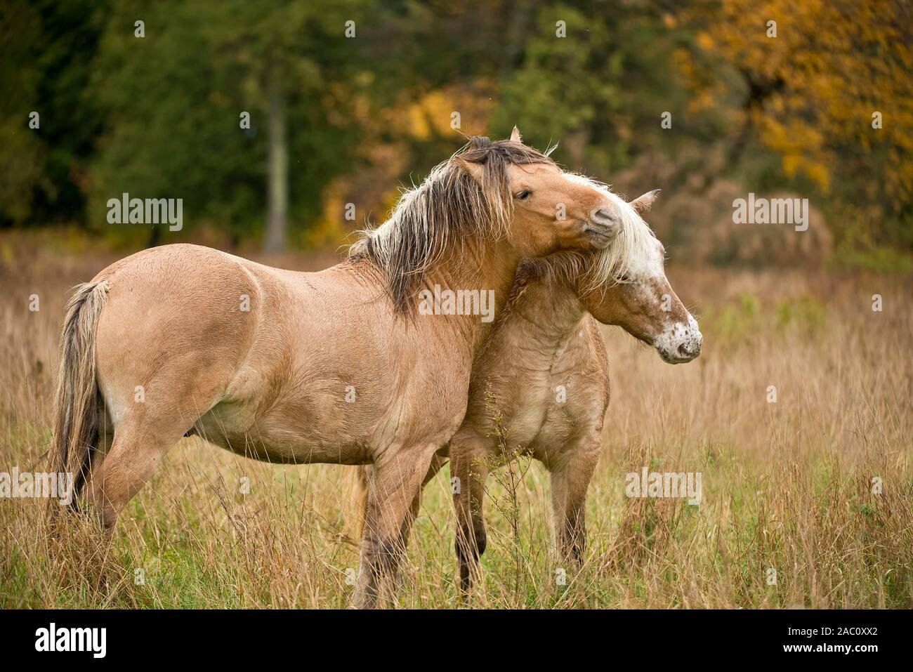 Zwei shaggy Pferde spielen. Stockfoto