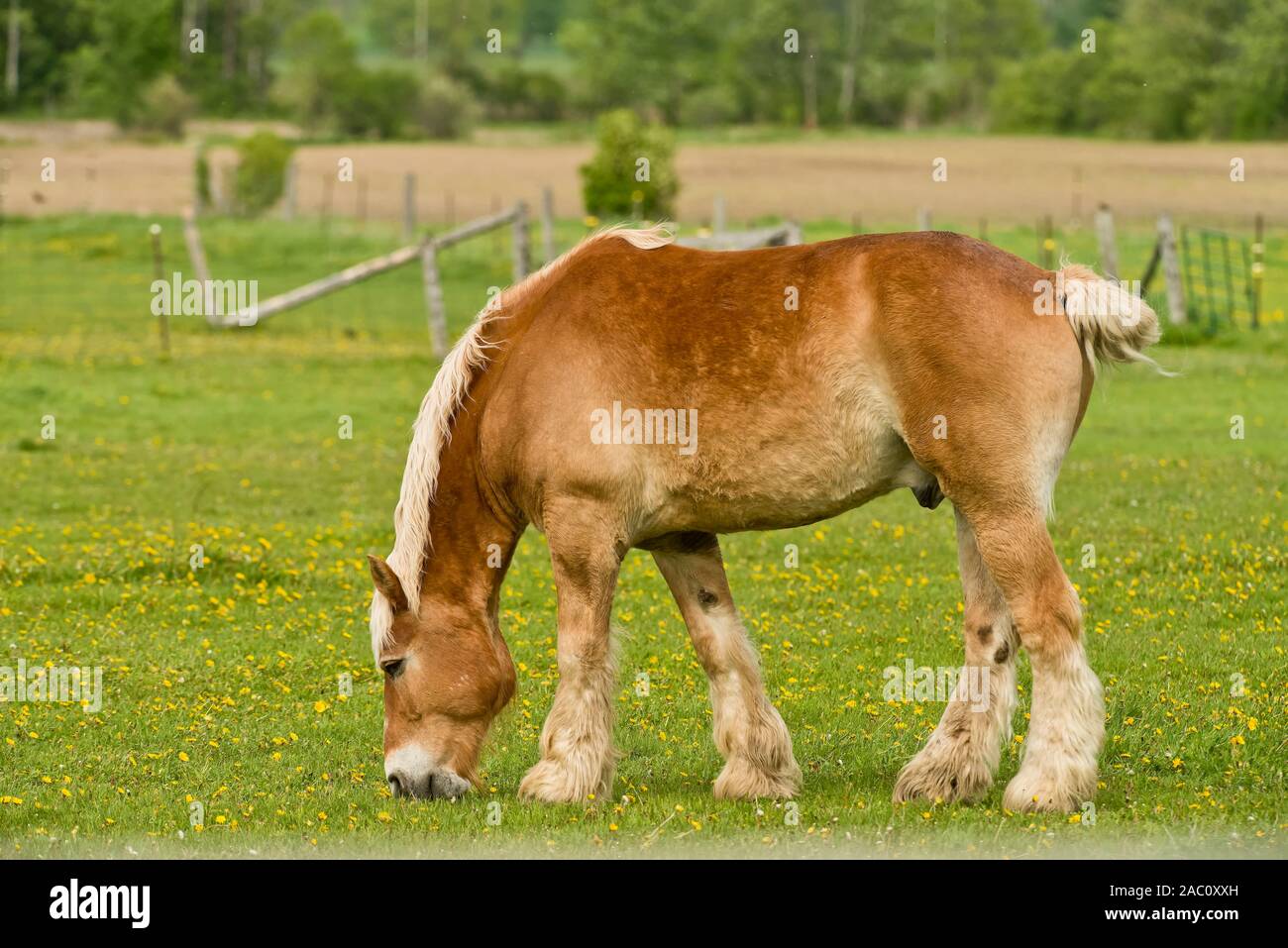 Große belgische Arbeit Pferd essen Gras von einer Koppel. Stockfoto