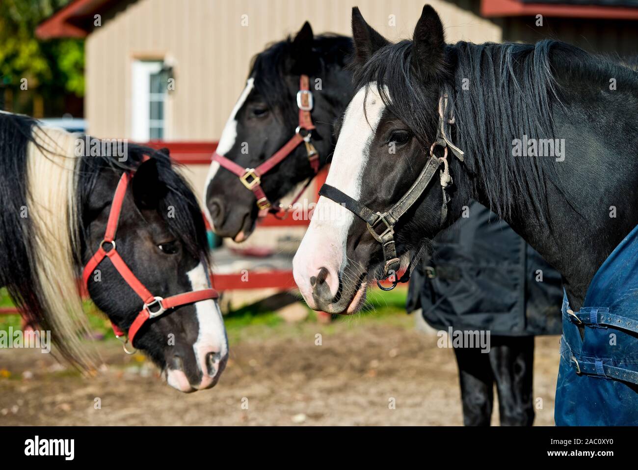 Drei schwarzen und weißen Scheune Pferde. Stockfoto