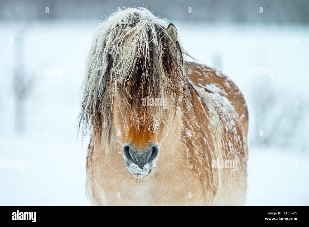 Shaggy Pferd mit langen forelock Haar, mit Schnee auf der Rückseite. Stockfoto