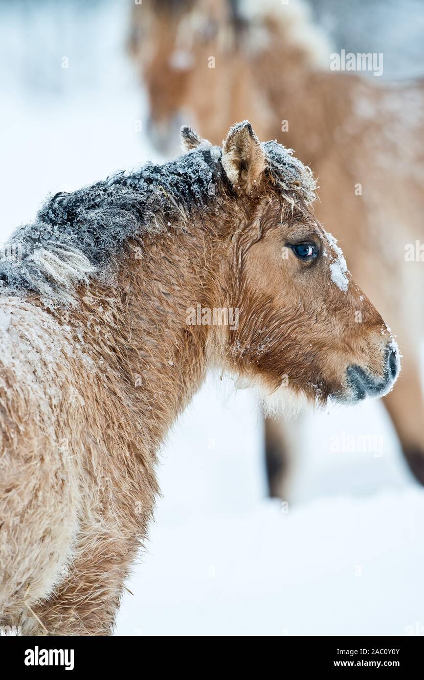 Shaggy Horse Portrait mit einem anderen Pferd in hinter sich. Beide haben Schnee auf Ihr Haar. Stockfoto