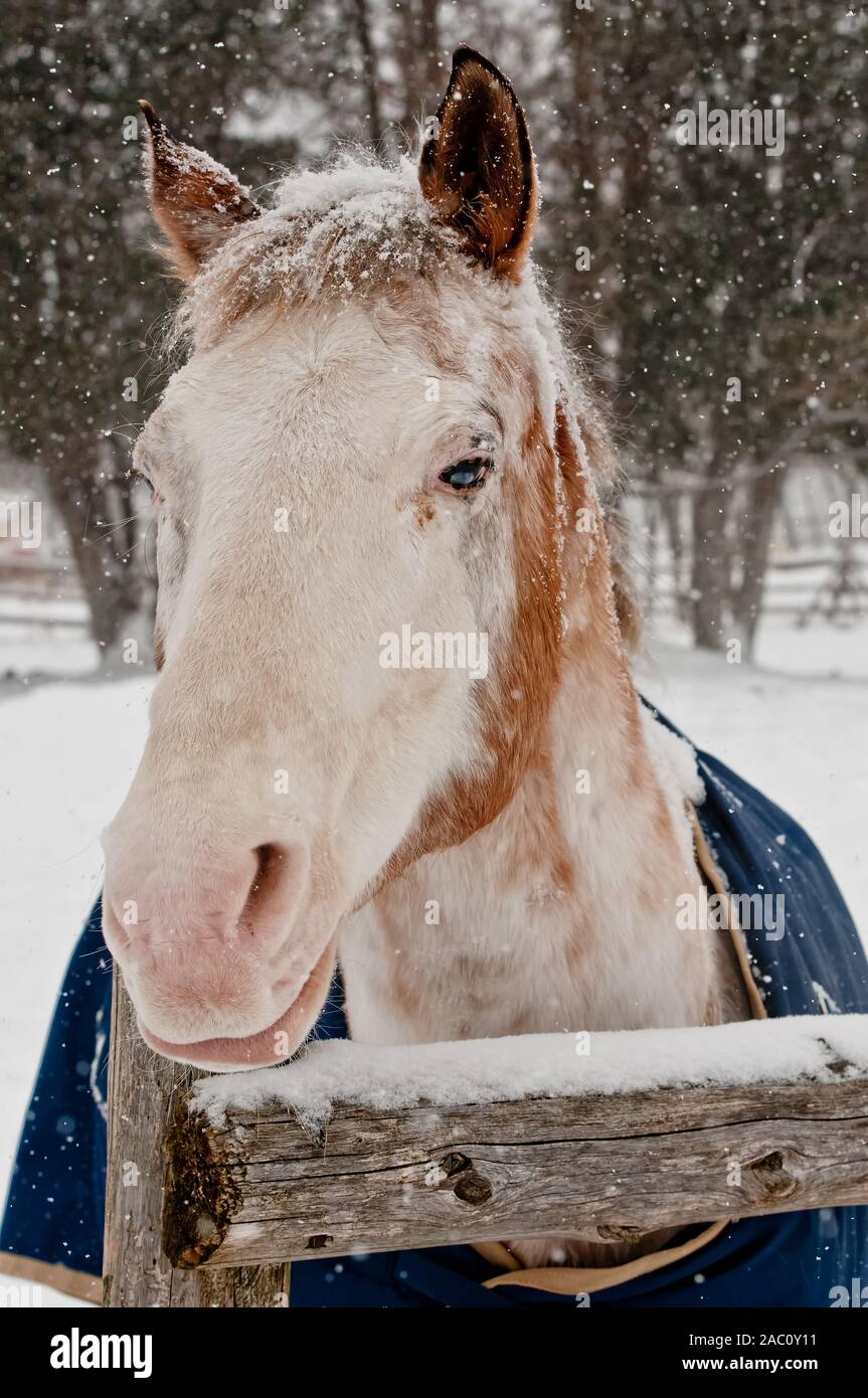 Pferd über Zaun im Winter suchen. Stockfoto