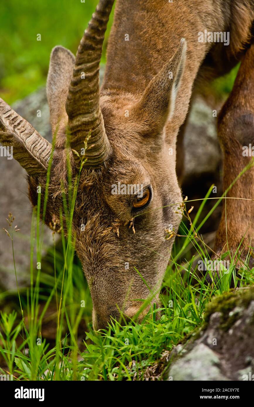 Portrait von Ibex essen Gras. Stockfoto