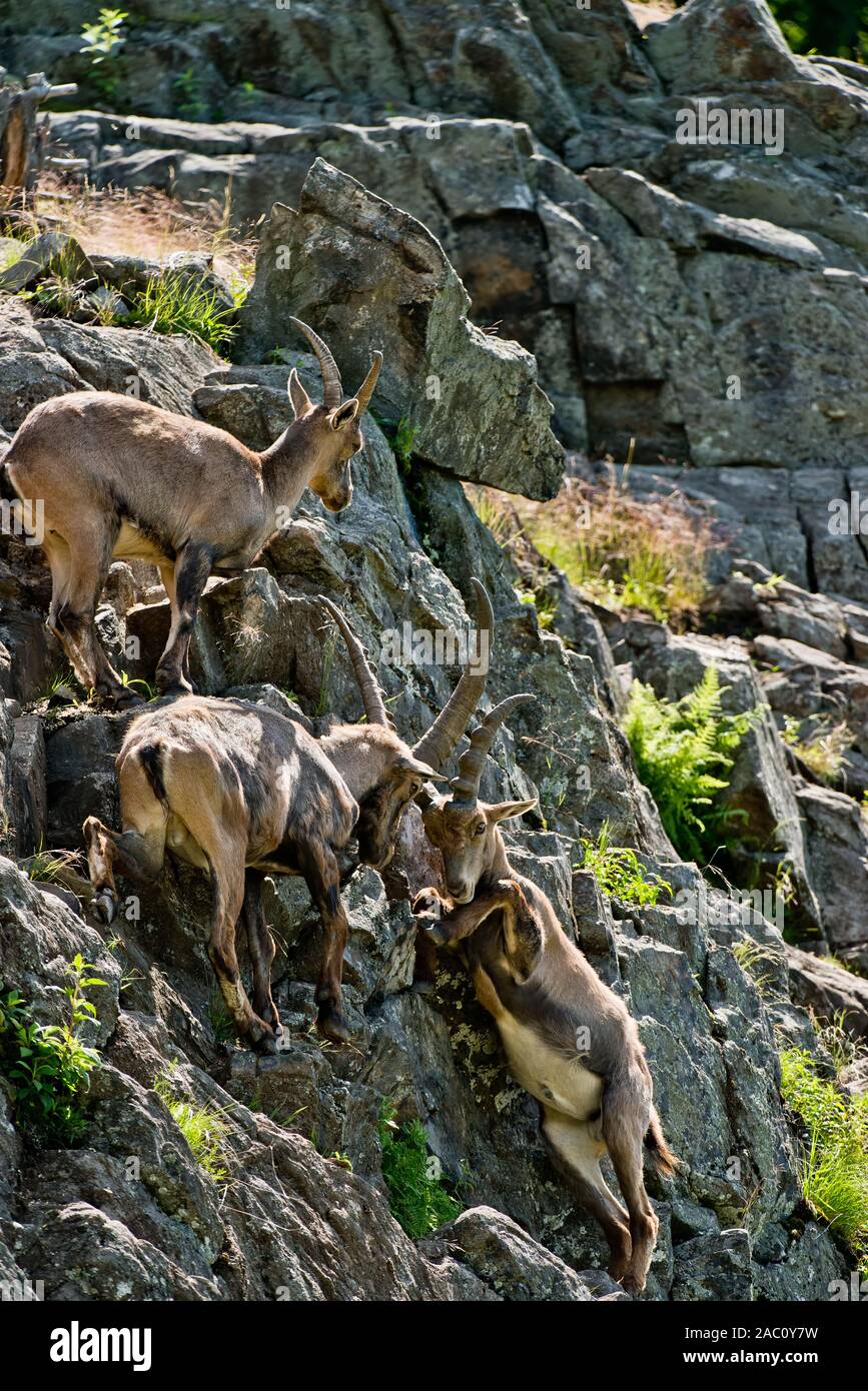 Steinbock stehend auf Wand. Stockfoto