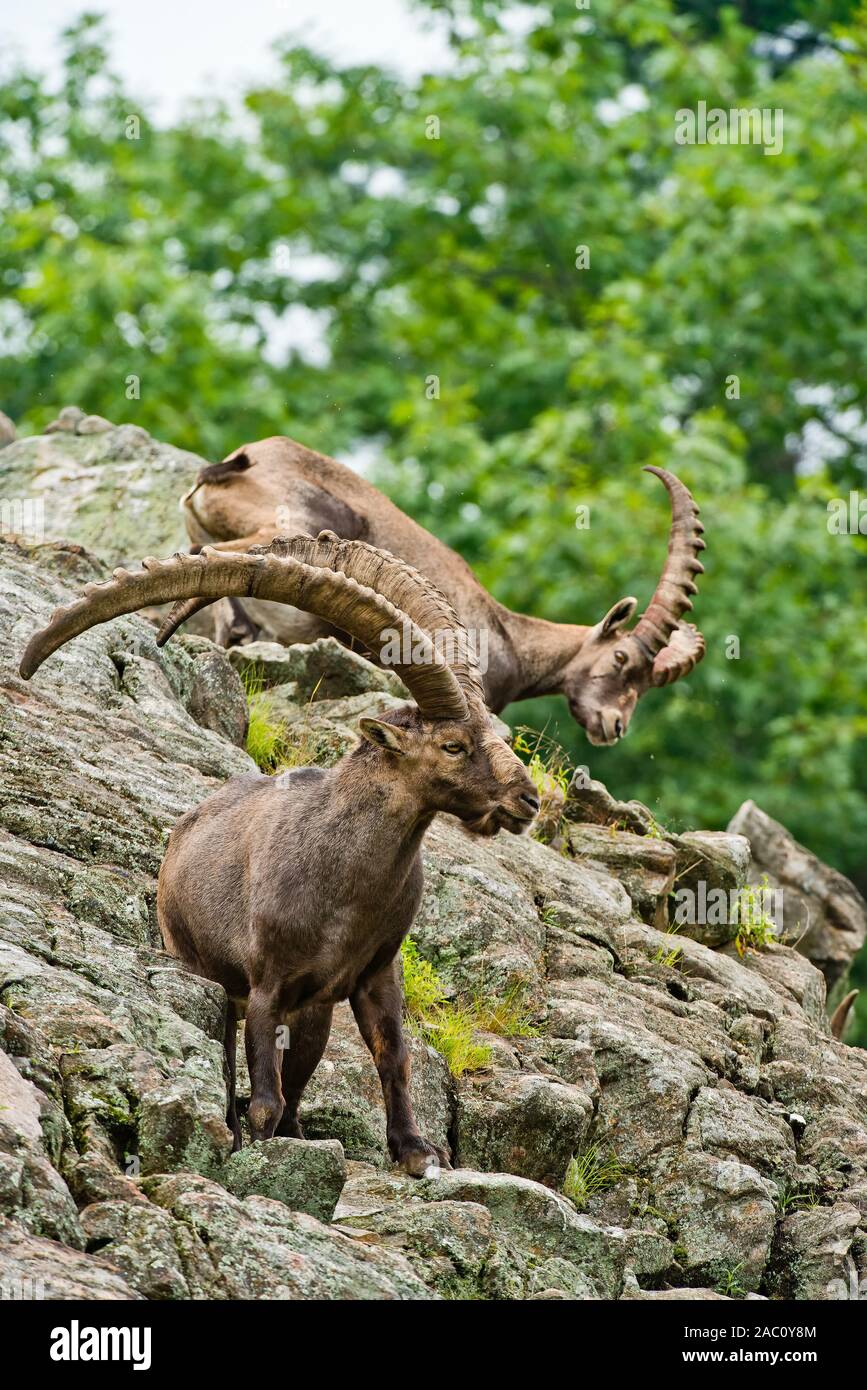 Steinbock mit riesigen Hörnern steht auf Felsen. Stockfoto