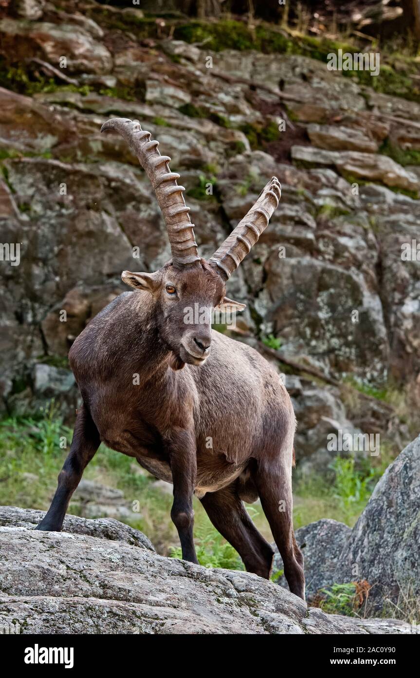 Steinbock stehend auf Felsen Stockfoto