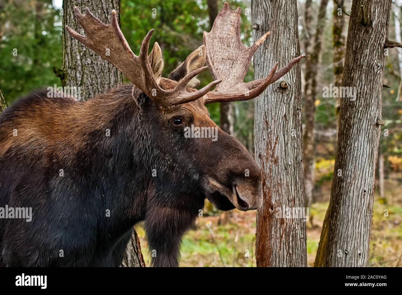 Closeup Portrait von Bull Moose. Stockfoto