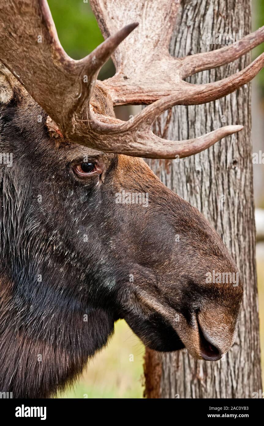 Closeup Portrait von Bull Moose. Stockfoto