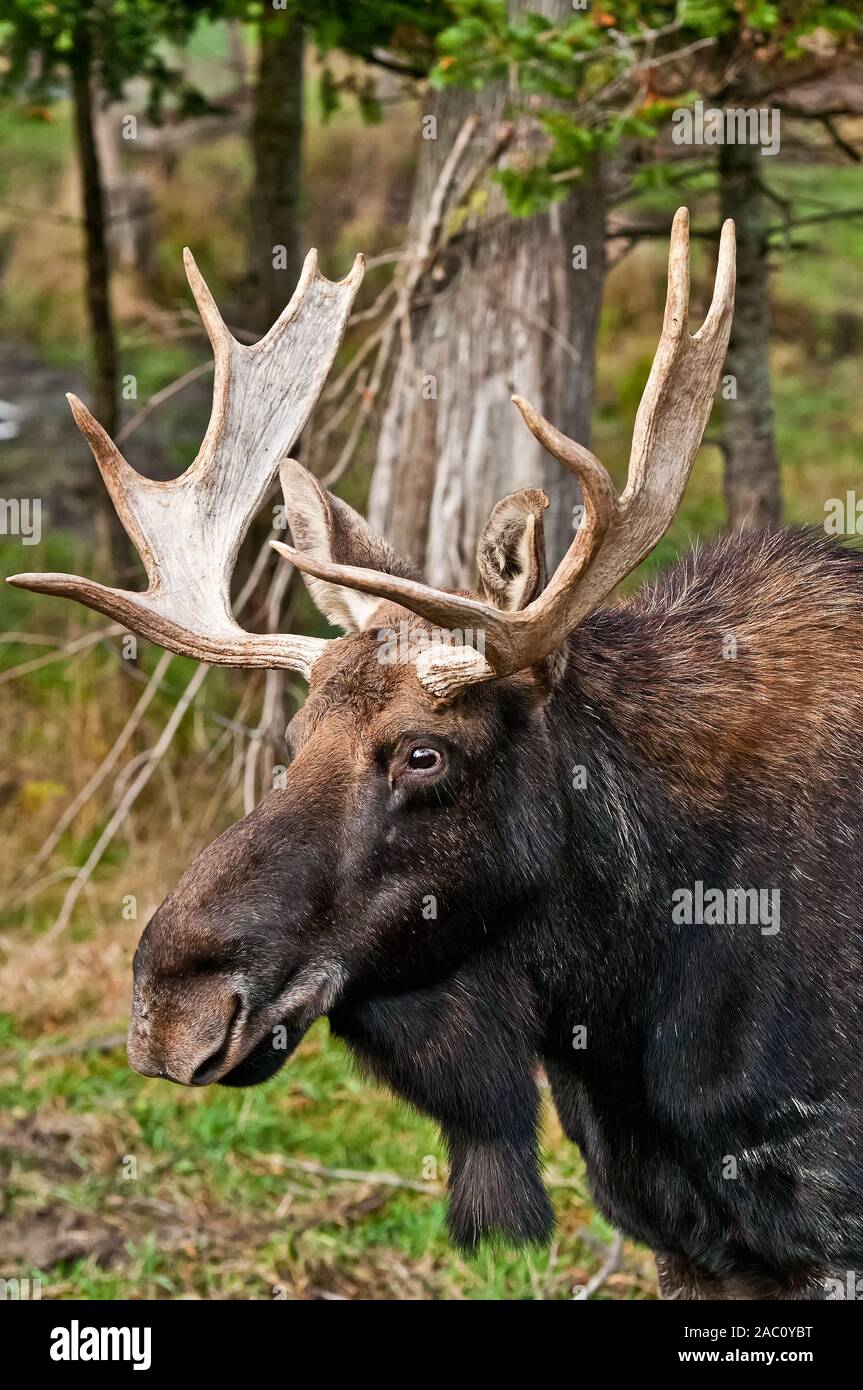 Closeup Portrait von Bull Moose. Stockfoto