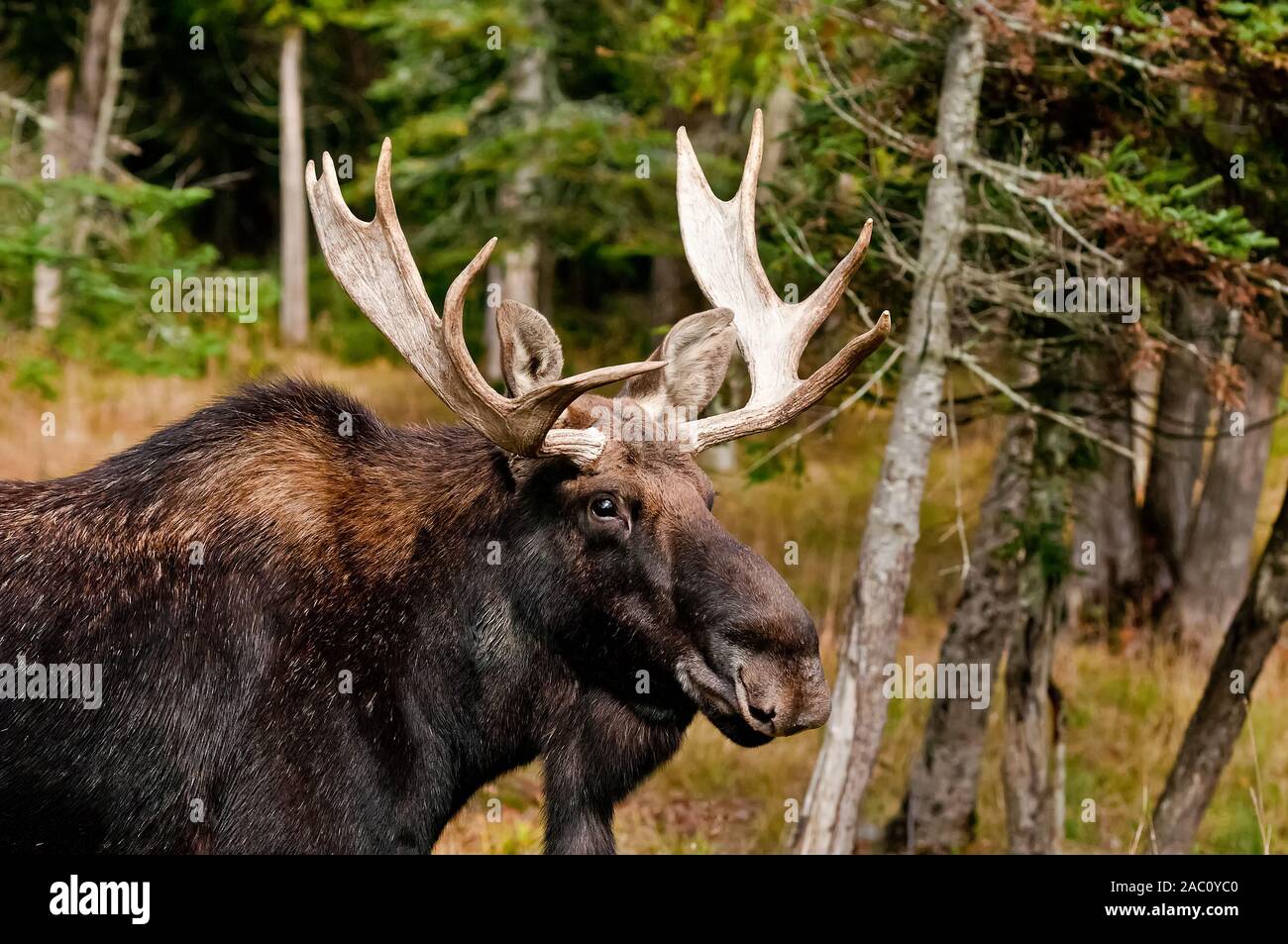Closeup Portrait von Bull Moose. Stockfoto