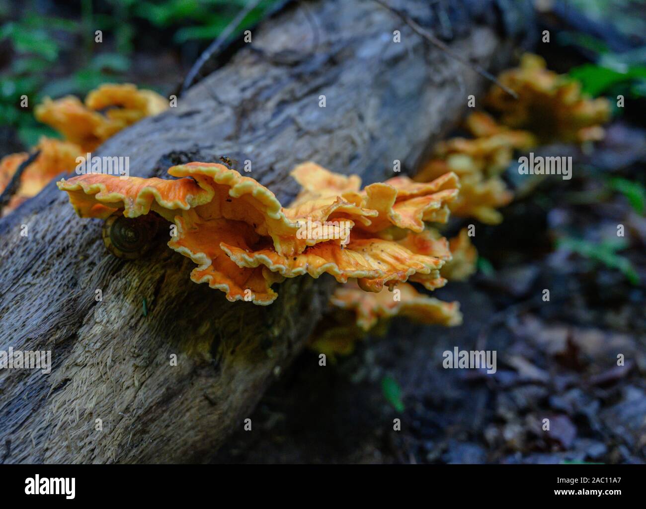 Orange Pilz wächst der Baum im Wald Stockfoto