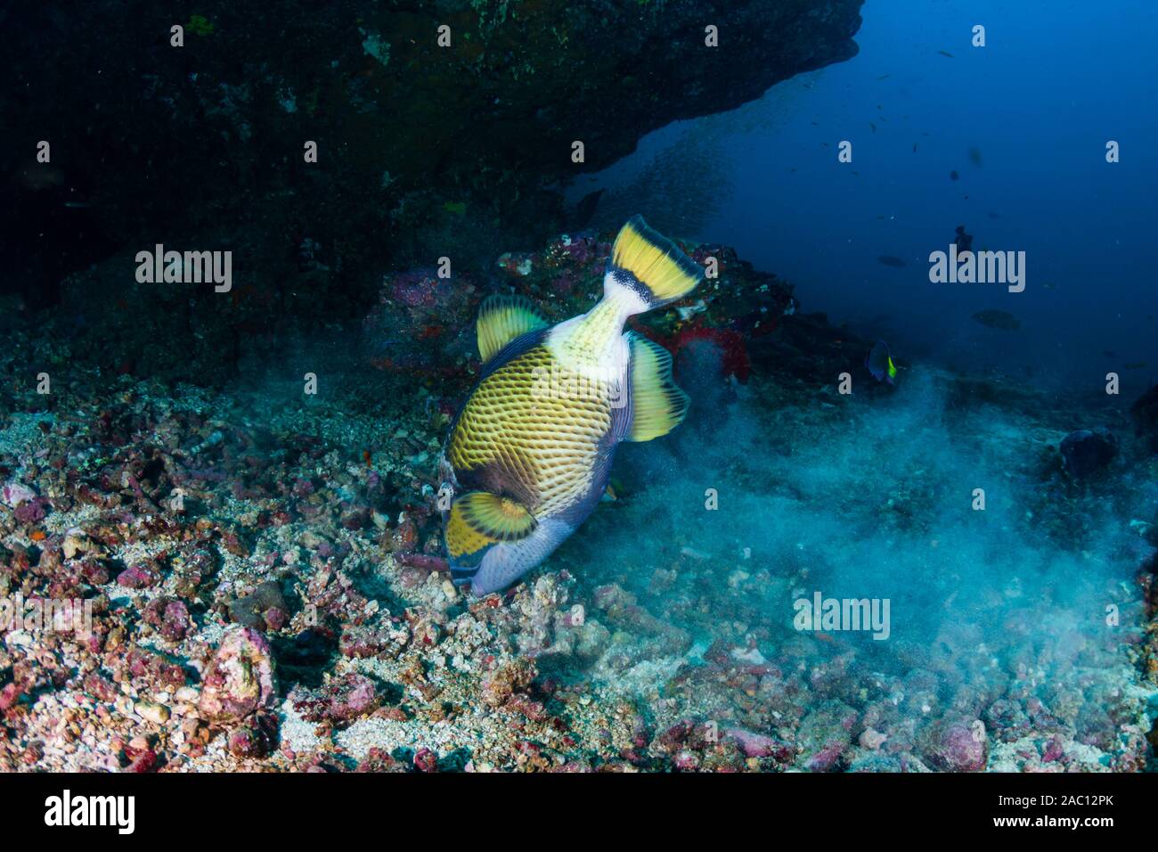 Große Riesen-drückerfische (Balistoides Viridescens) Fütterung auf ein tropial Korallenriff der Similan Inseln Stockfoto