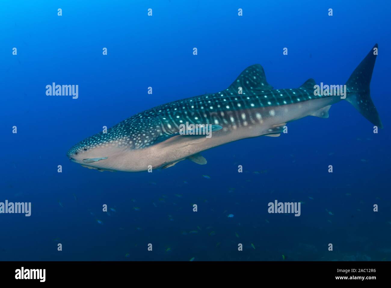Große Walhai (Firma IPCON typus) in einem blauen, tropischen Ozean (Koh Tachai, Similan Inseln) Stockfoto