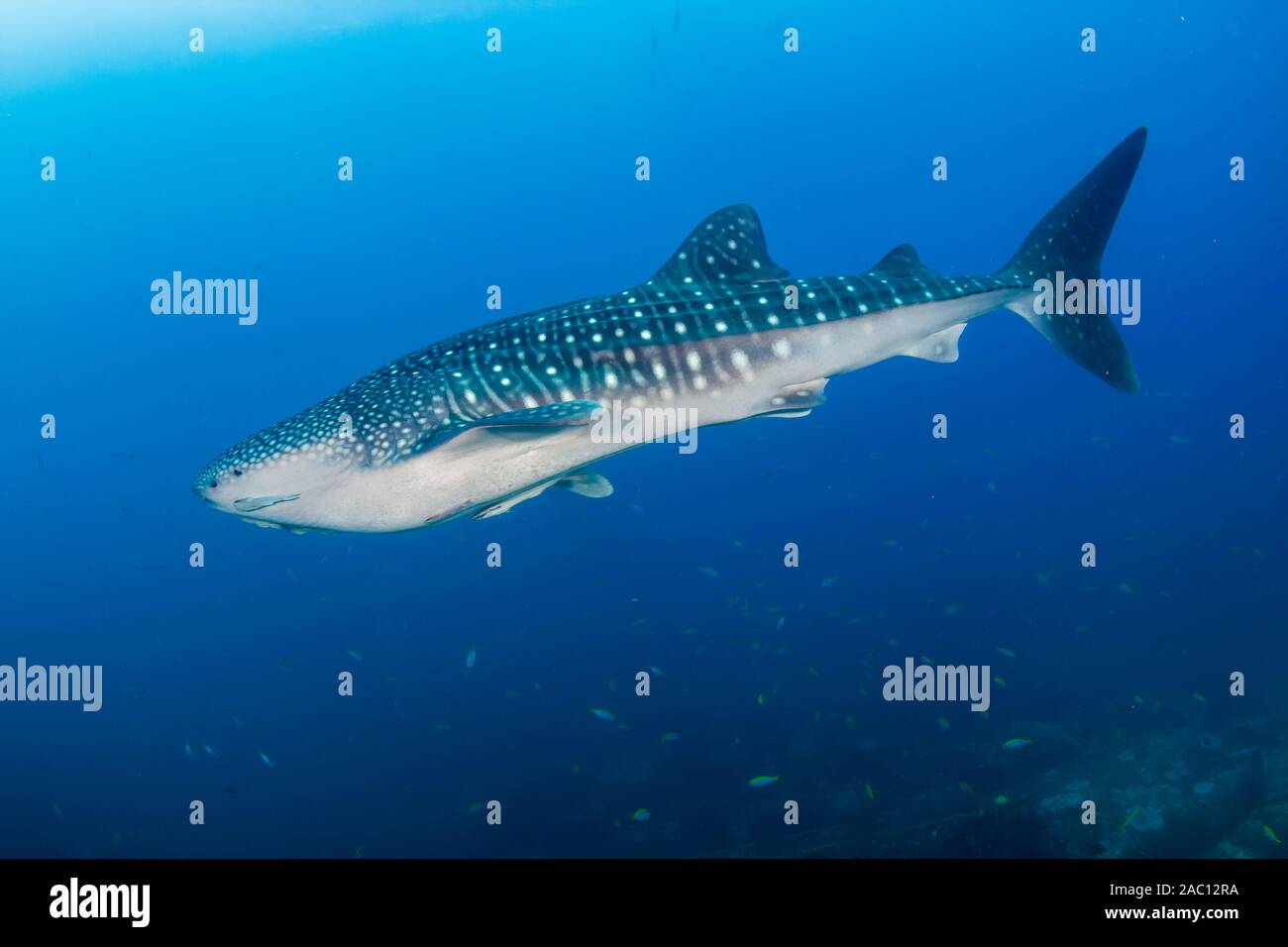 Große Walhai (Firma IPCON typus) in einem blauen, tropischen Ozean (Koh Tachai, Similan Inseln) Stockfoto