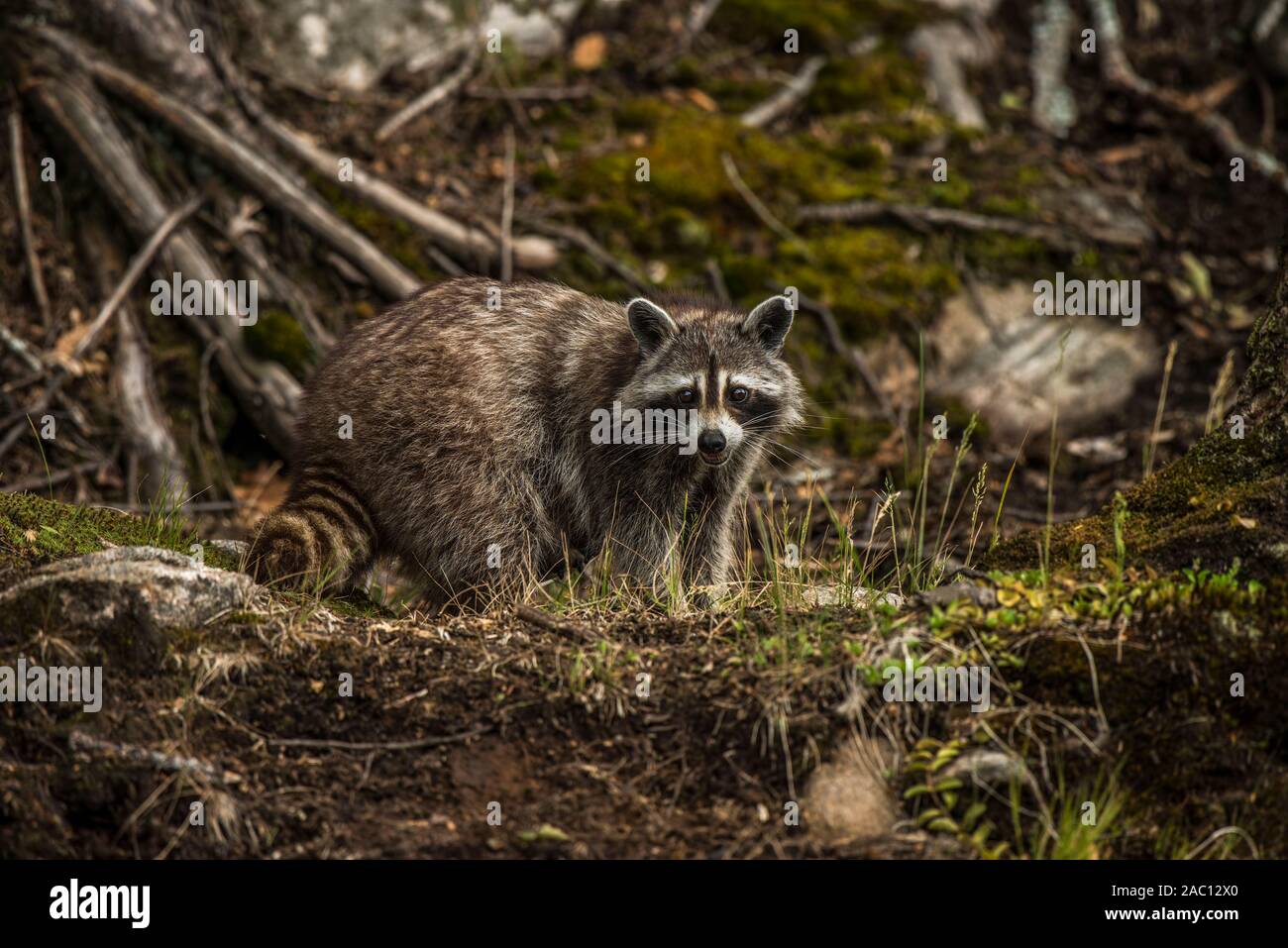 Waschbär am Rande der Wälder. Stockfoto