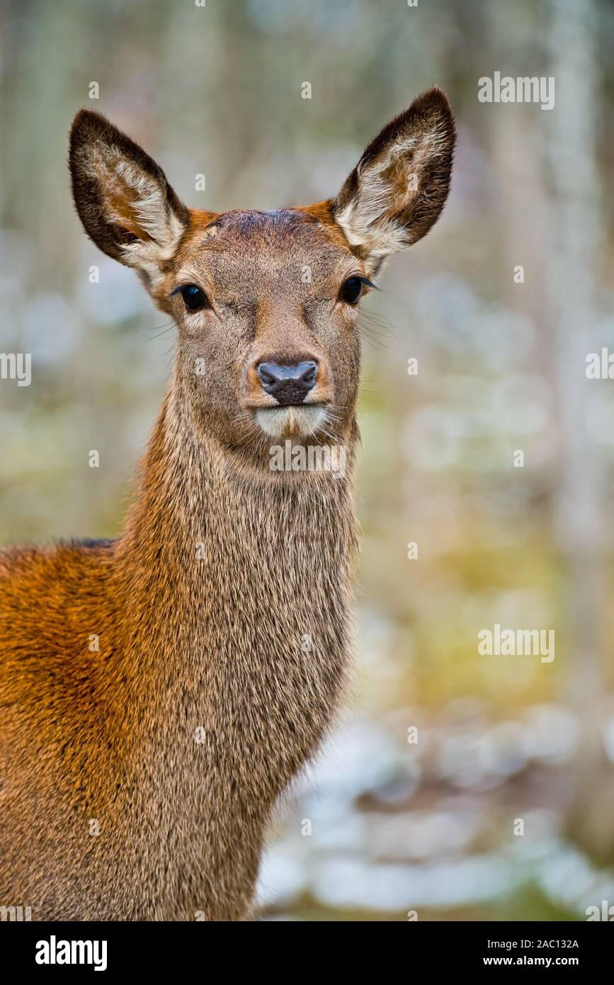 Portrait einer jungen heranwachsenden Red Deer. Stockfoto