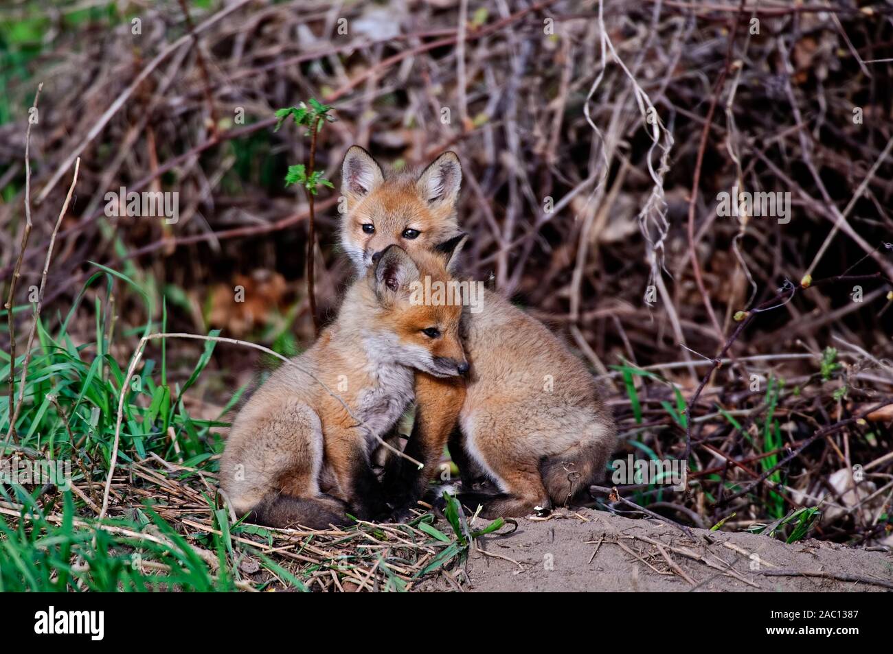 Baby Fox Kits Stockfoto
