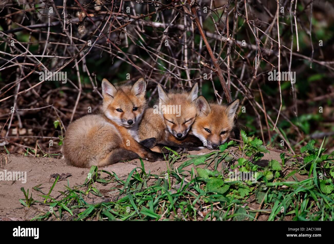 Baby Fox Kits Stockfoto