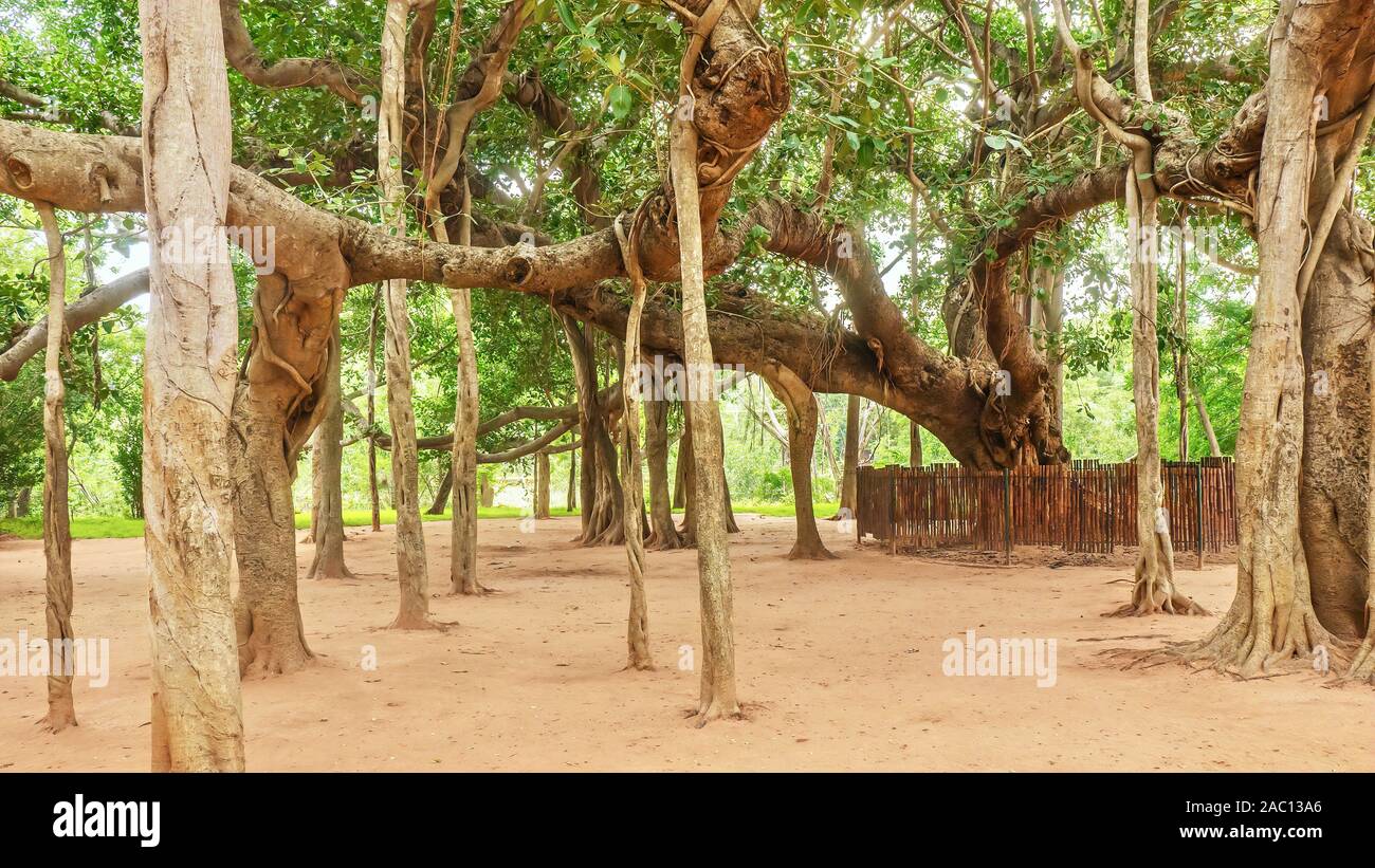 Ein schönes Exemplar eines alten indischen Banyan Tree (Lateinisch - Ficus benghalensis), die Antenne prop Wurzeln, die in viele neue Stämme wachsen produziert. Stockfoto