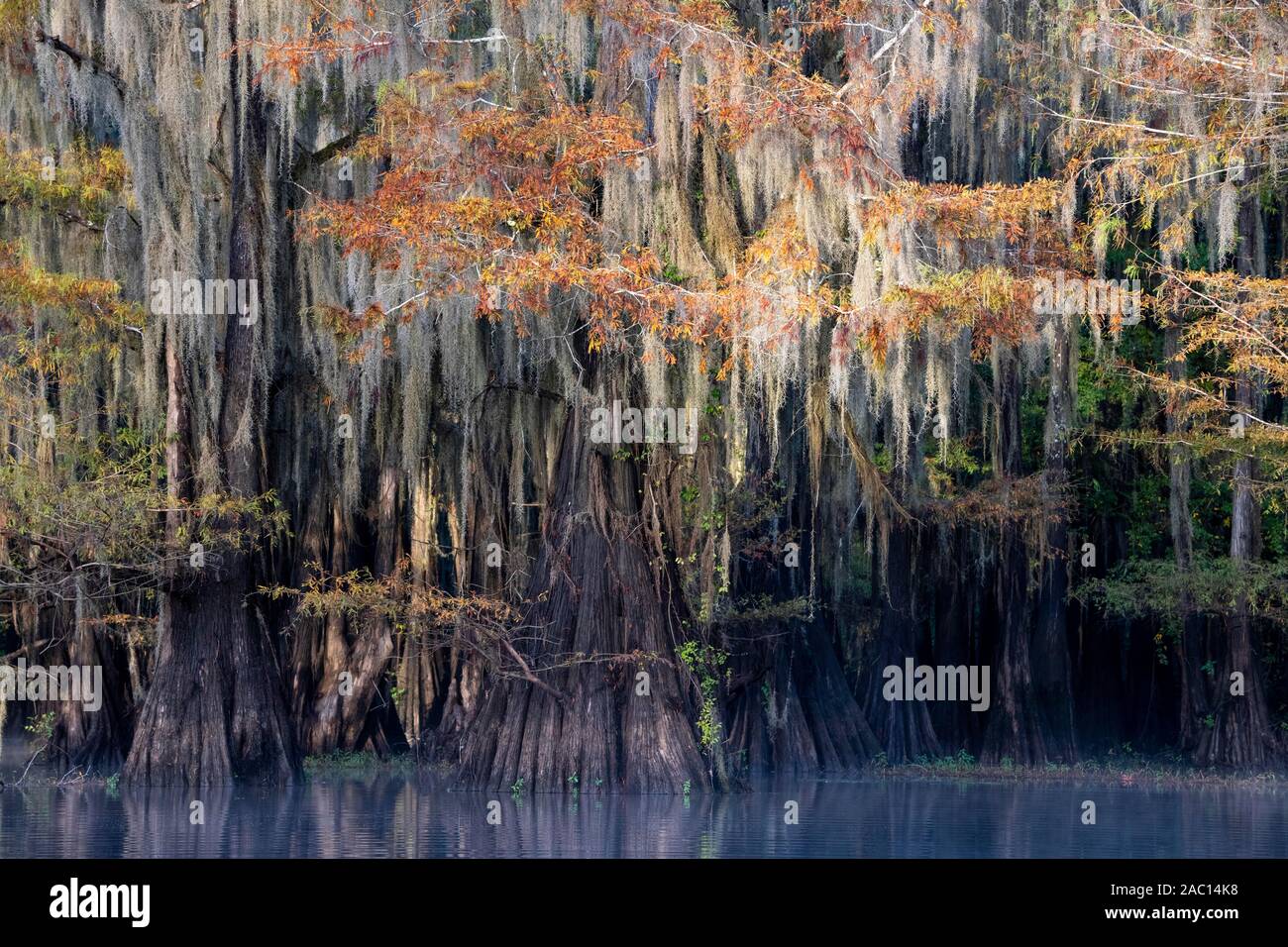 Kahlen Zypressen (Distichum Taxodium distichum) im Herbst mit Spanisch Moss (Tillandsia usneoides), Nebel am See, Atchafalaya Becken, Louisiana, USA Stockfoto
