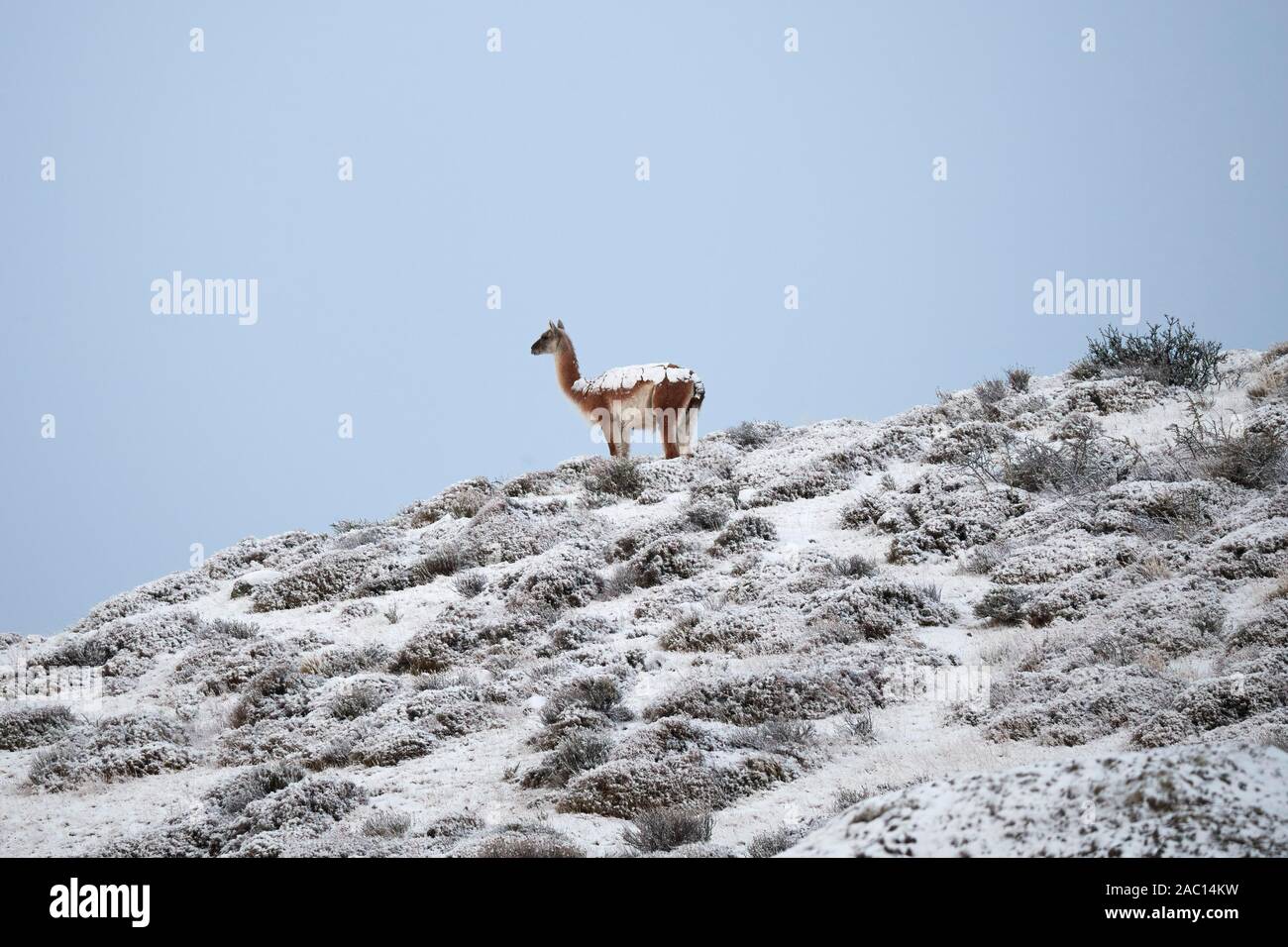 Guanako (Lama Guanicoe) steht auf verschneiten Bergrücken und hält Ansichten, Torres del Paine Nationalpark, Patagonien, Chile Stockfoto