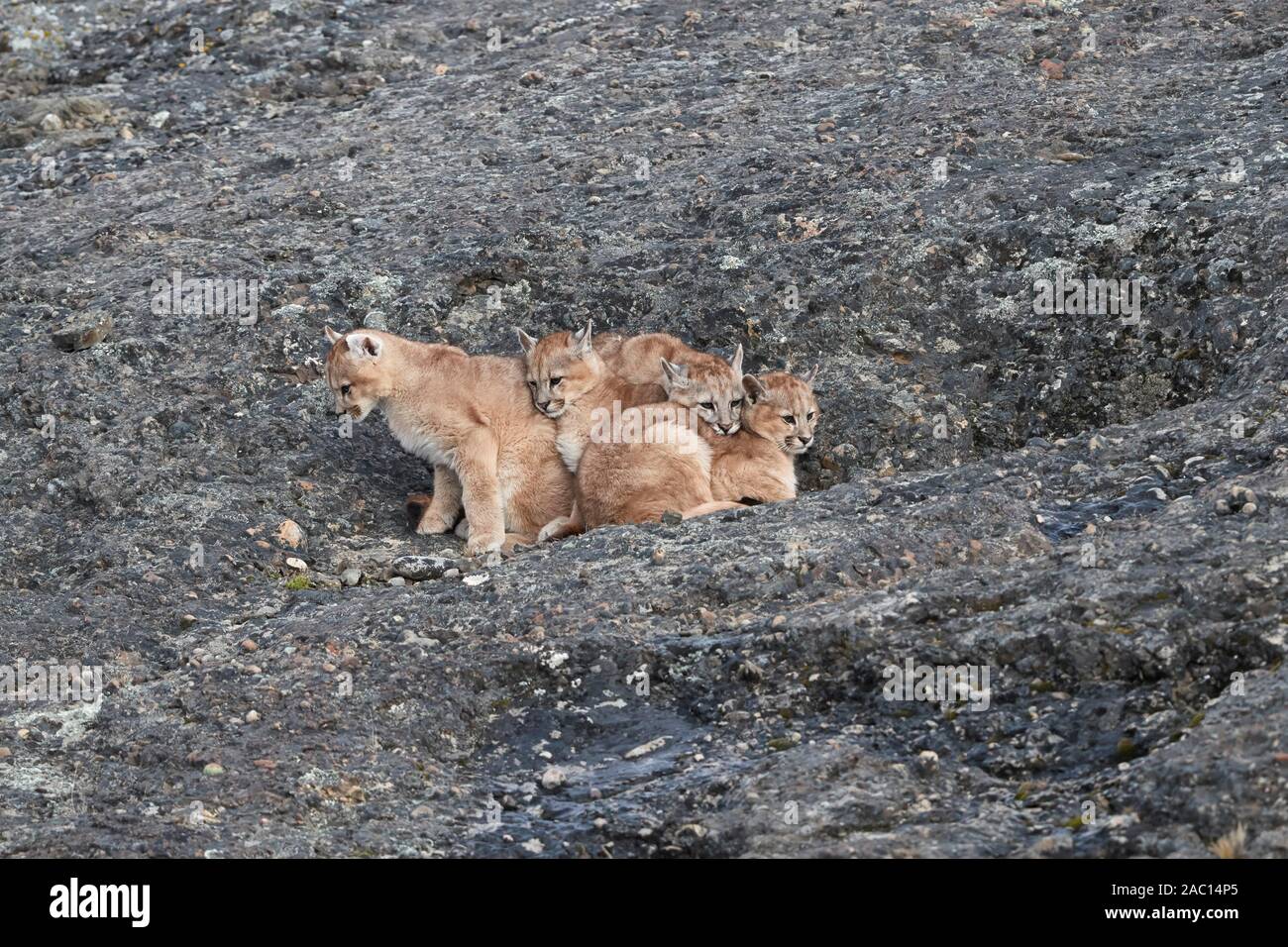 Cougars (Puma concolor), vier kuscheln Kätzchen in den Felsen liegen, Torres del Paine Nationalpark, Patagonien, Chile Stockfoto