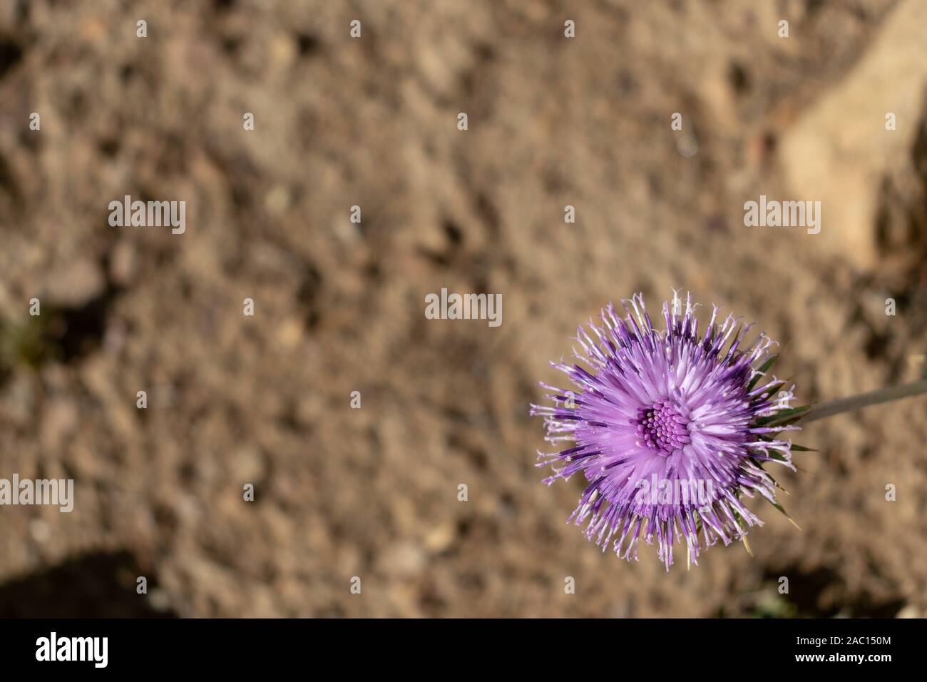 Eine schöne Blume in der Mitte Tag in einer kargen Landschaft Stockfoto