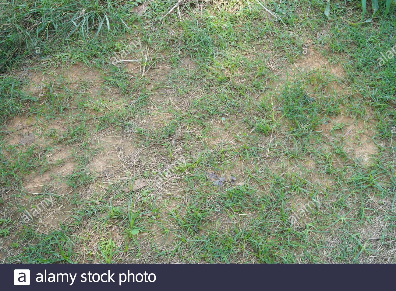 Earth Grass Soil Background Texture Stockfotos und bilder Kaufen Alamy