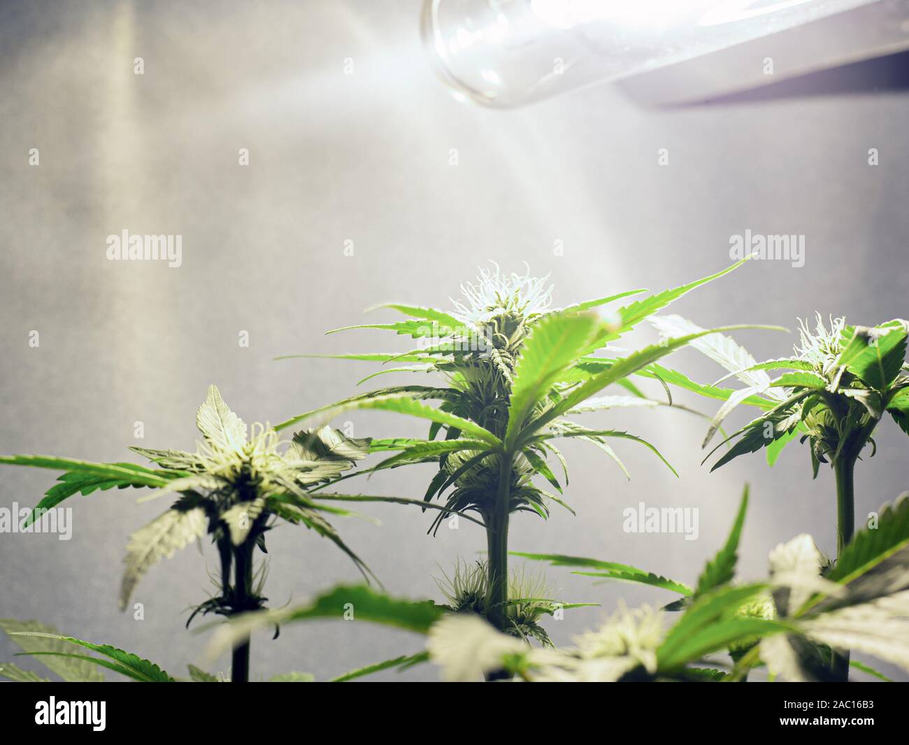 Wachsende Marihuana unter künstlichem Licht zu Hause. Blüte Marihuana unter  der Lampe Stockfotografie - Alamy