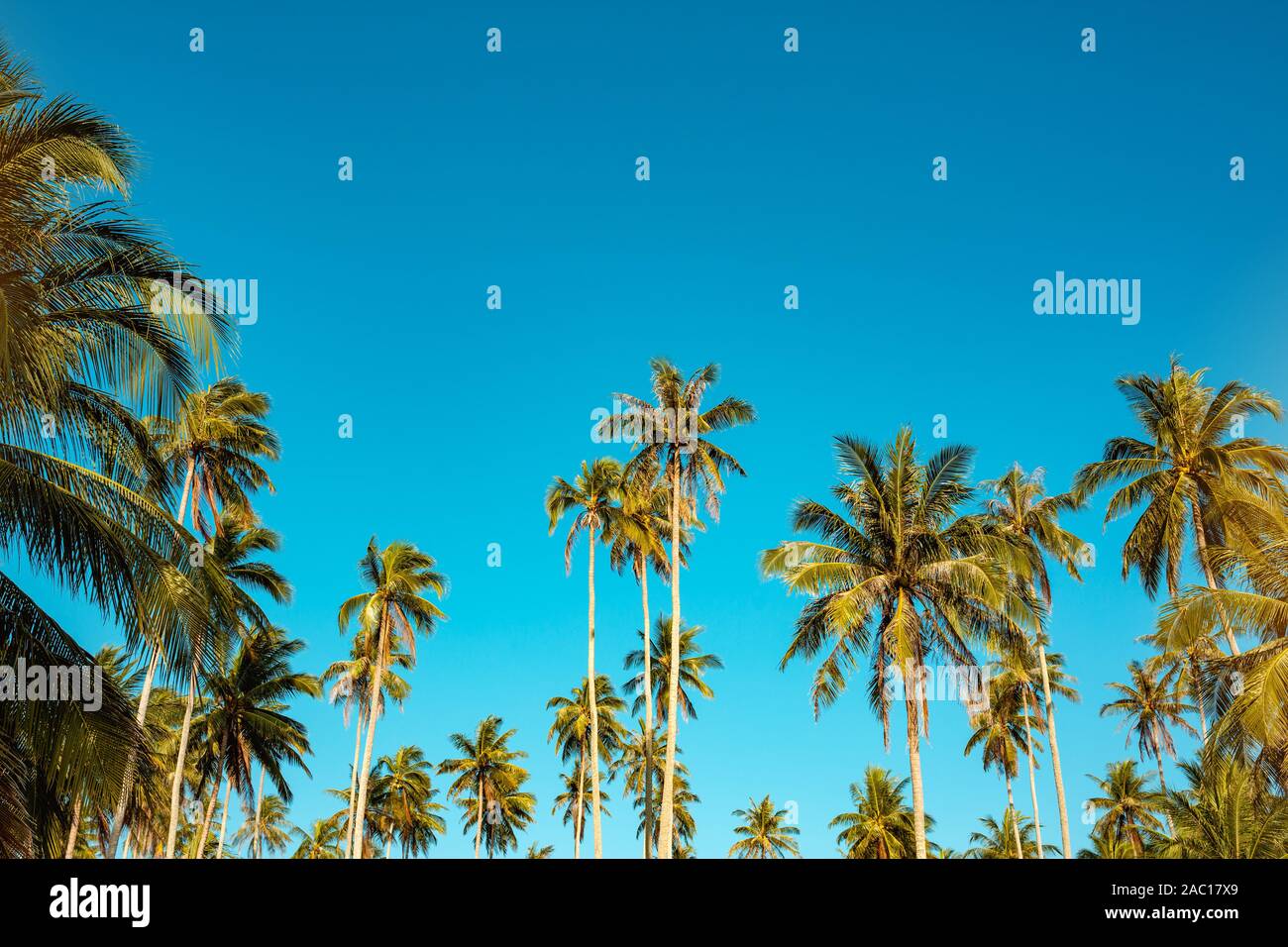 Tropische Landschaft mit Palmen und blauem Himmel Stockfoto