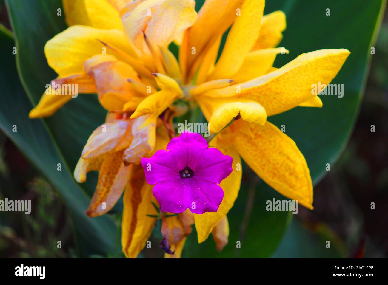 Aurelia Blume In zwischen Gelb König Humbert Blume Stockfoto