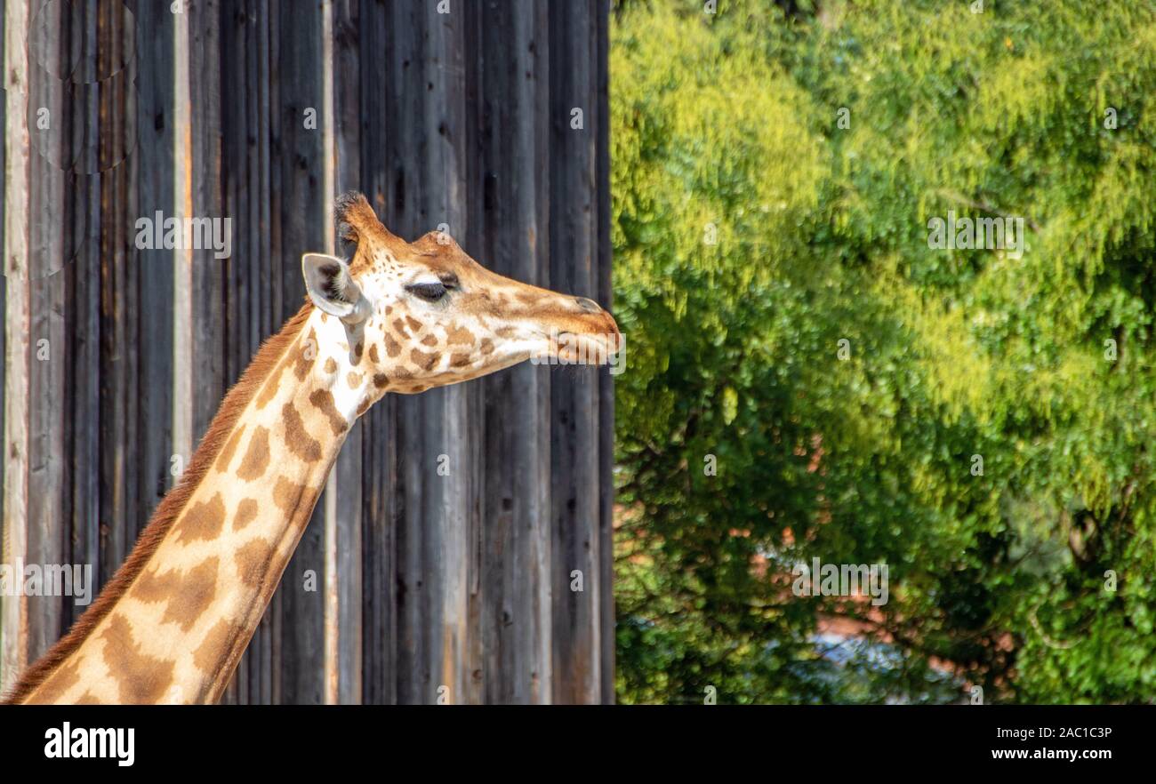 Giraffen im Park von Lyon, Frankreich Stockfoto